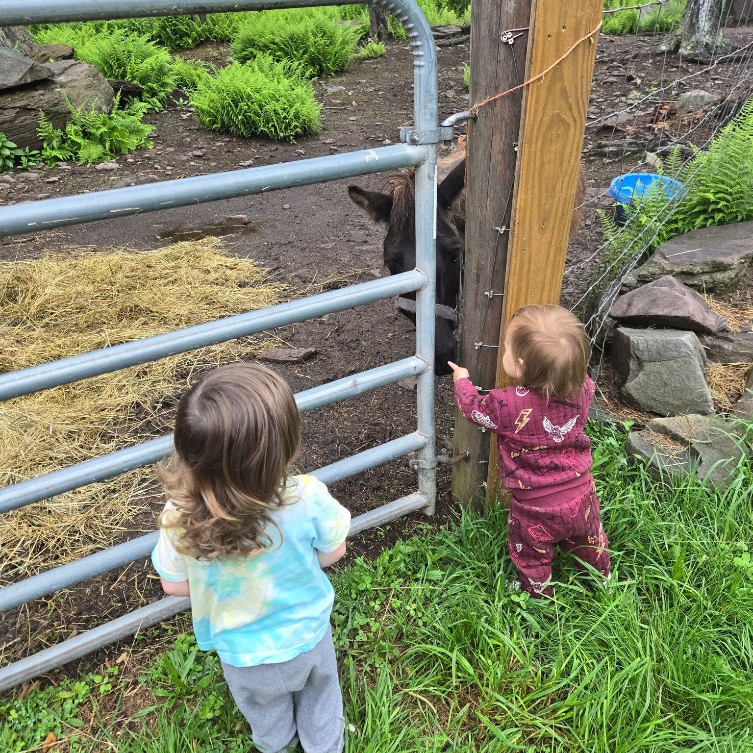 End of Month Update: June. Was. Wet.
With so many washout days, we fell behind on weeding and watched our sun-loving crops stall. Still, we made the most of every dry moment.
We:
🌱Planted onions, cosmos, zinnias, carrots, bee balm, nasturtium, and pansies (because despite having many of them already started, the littles felt we needed more!)
🥗We harvested lettuce, mustard greens, radishes, and dinosaur kale
🍇Enjoyed the first fruit of the season—gooseberries! They ripened almost overnight, turning from sour green to sweet red. They taste like a cross between an apple and a grape, in case you're wondering.
🐴Troule also disagreed with the amount of rain this month, but absolutely loved our snacks and attention. He also got a surprise visit from a turkey we spotted heading over for a chat.
🐾And got a full view of the plump groundhog who makes a buffet of our brassicas every year.
Green is finally starting to fill in, though it’s behind where we were last year. Fingers crossed the next few sunny weeks give our tomatoes and cucumbers a boost. #TheValleyFellowship #JoyInTheGarden #sullivancountyny #valleydaycare