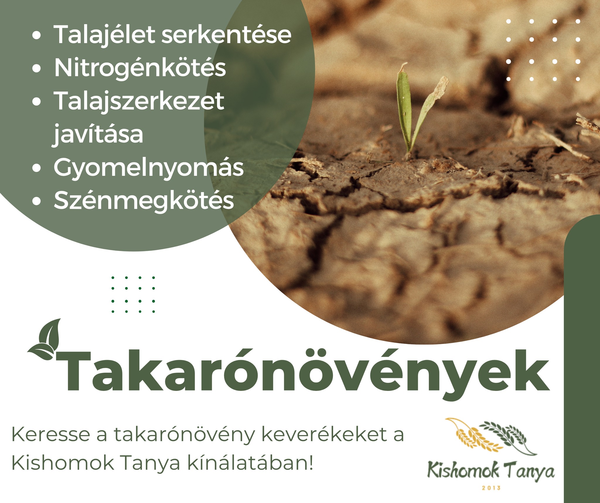 🌱 Miért érdemes takarónövényeket használni?
Mert a talajéleted és a termésed is meghálálja!
✅ Serkentik a talajéletet
✅ Megkötik a nitrogént
✅ Javítják a talajszerkezetet
✅ Csökkentik a gyomnyomást
✅ Segítenek a szénmegkötésben
A takarónövény-keverékekkel nemcsak a talajt óvod, hanem hosszú távon a gazdaságod fenntarthatóságát is erősíted. 🌾
👉 Nézd meg kínálatunkat, és válassz a Kishomok Tanya keverékeiből a saját igényeidre szabva!
📩 Írj nekünk üzenetet vagy látogass el hozzánk – segítünk a választásban!