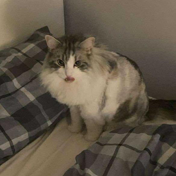 Cheeky Chico😜 A handsome bug snuggle bug🥰❤️ We love getting everyones post grooming pics🫶
🐱www.divinefelinescotland.co.uk
#catgrooming #catgroomer #longhairedcat