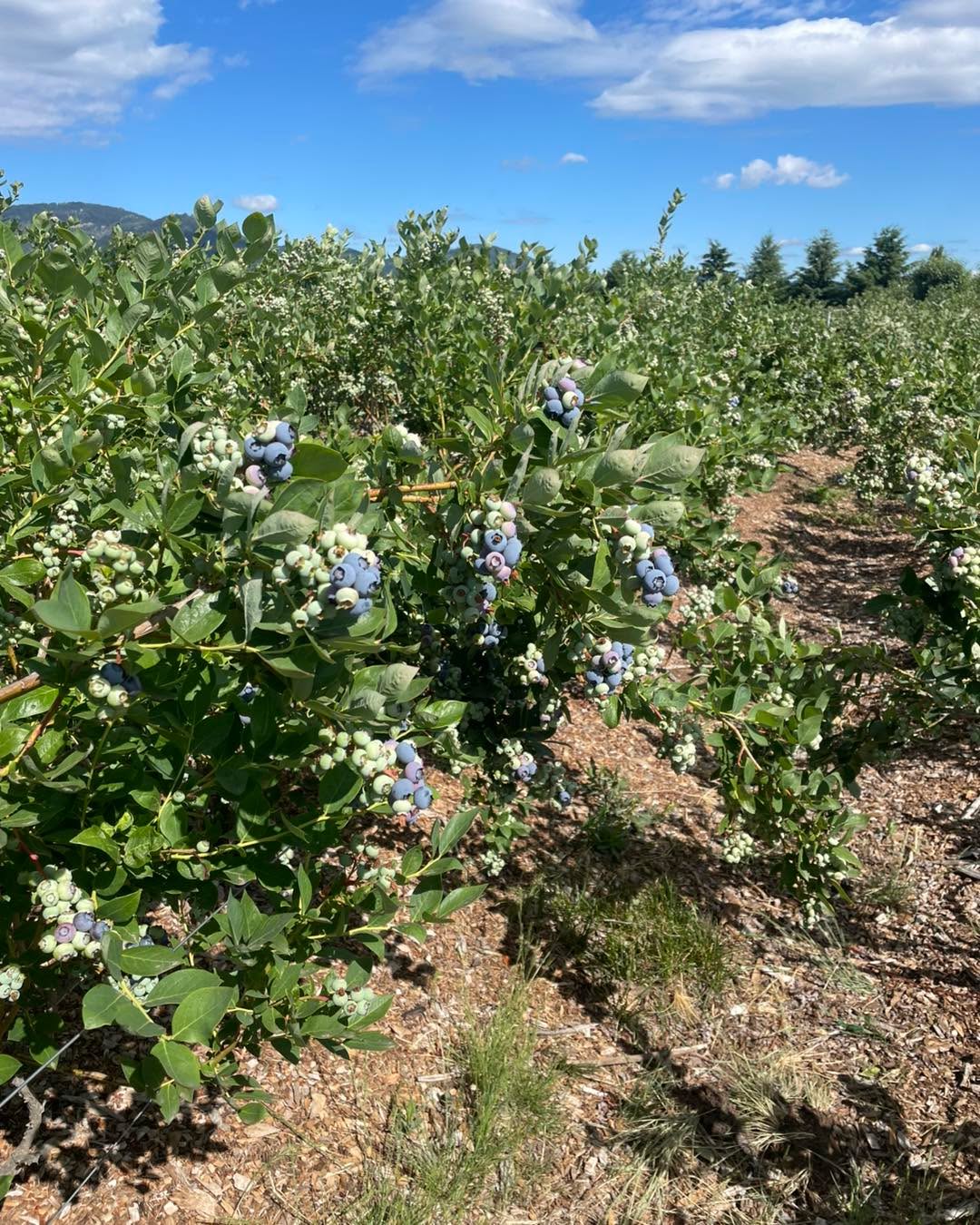Strawberries are pretty much done for now. Everbearing plants will continue to produce and I will let y’all know when there is enough to pick.
There’s still some strawberries out there so if you want to just mosey around and pick some you can but any attempts to pick large quantities may be difficult.
Keep an eye out for blueberry picking times.
On another note, we have had several incidents already this year where the irrigation houses get ran into and it busts the irrigation lines. Please be careful out there and pay attention to your surroundings.