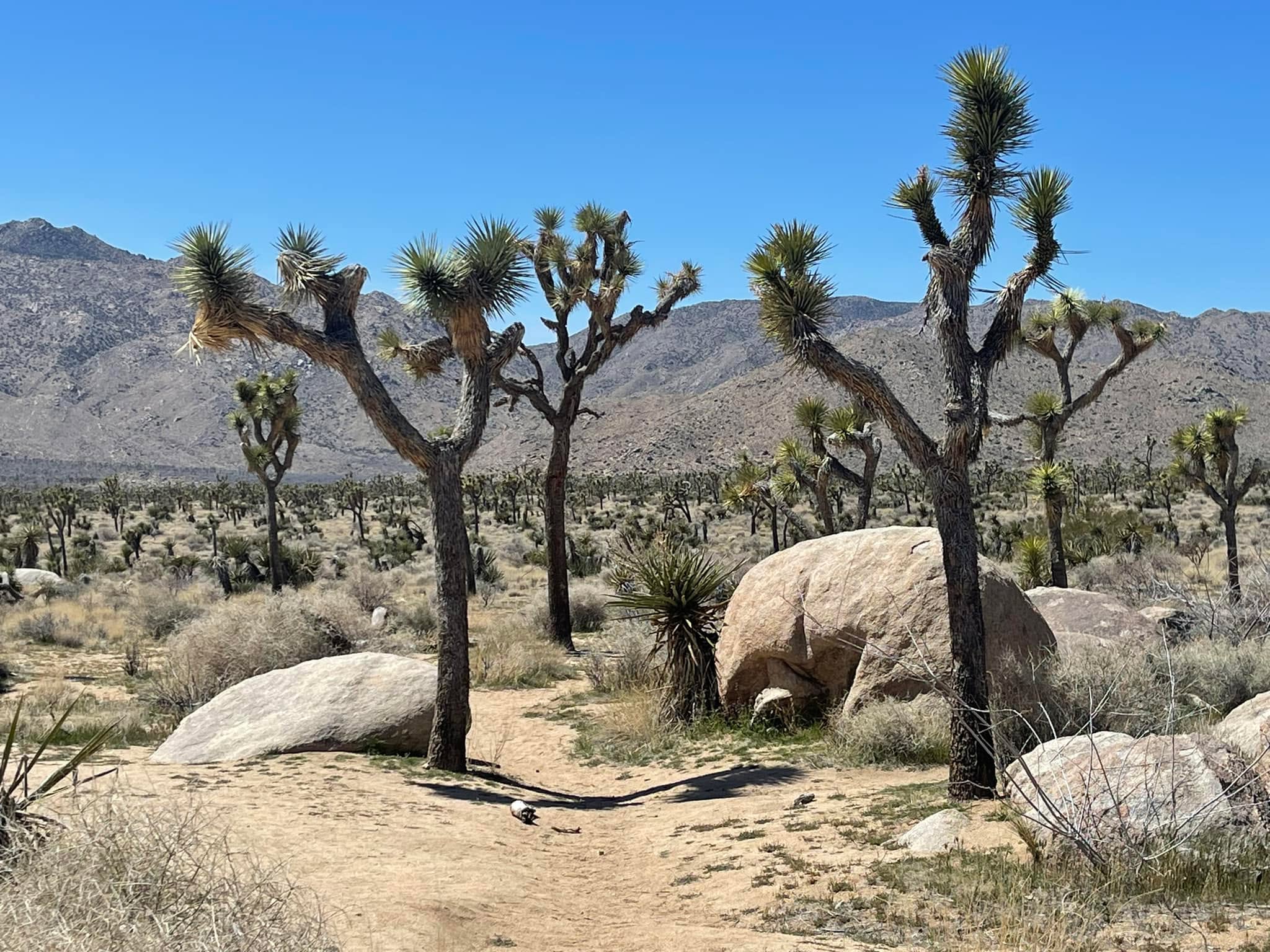 Joshua Tree National Park is stunning! The landscape is so vast here.