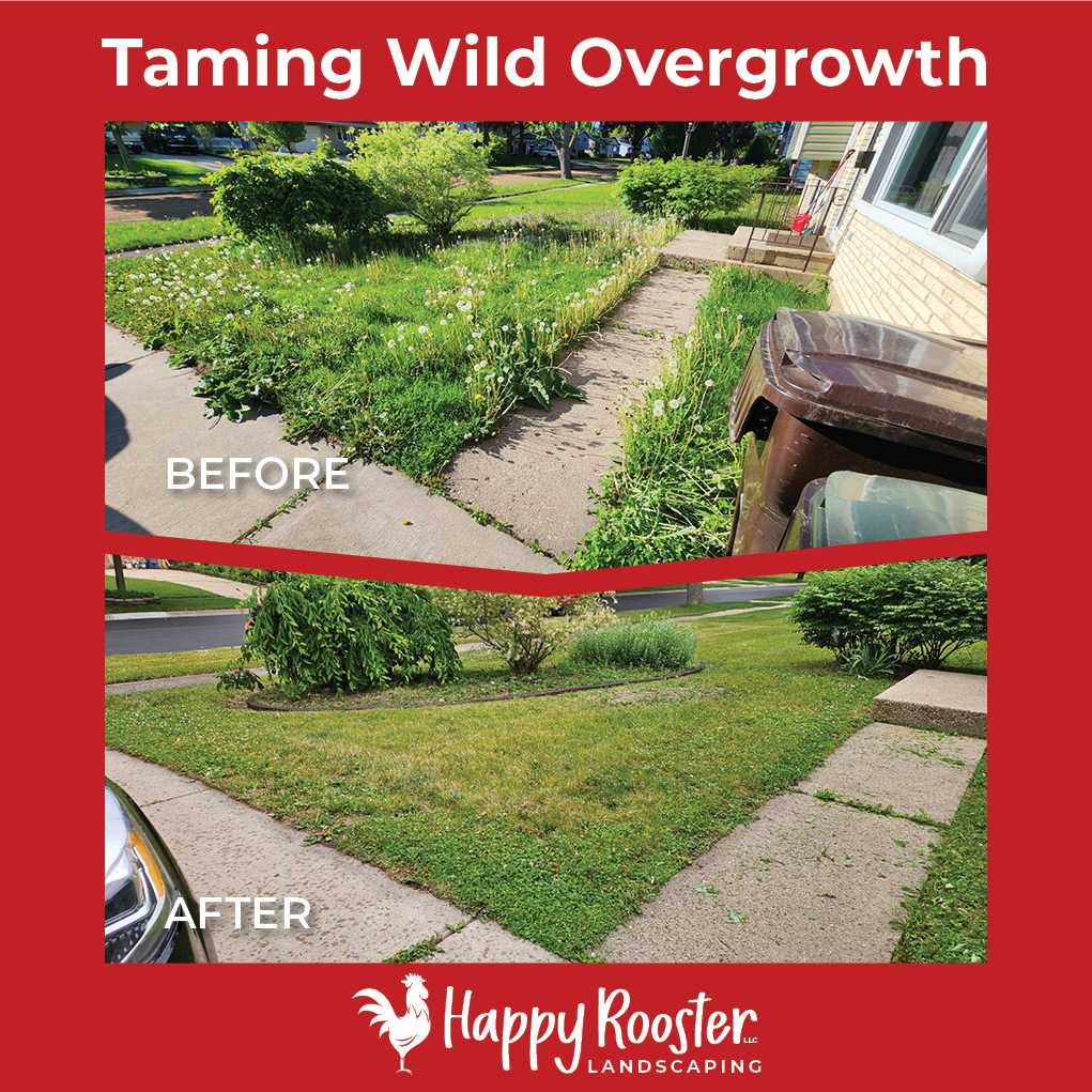 This lawn was on the wild side when we first arrived — but after a serious trim and a little TLC, we’ve got it looking neat and ready to enjoy again! Now we’re keeping it that way with regular weekly maintenance.
Ready to reclaim your yard? Message us at 224-808-4353 for a no-pressure estimate!
www.HappyRoosterLandscaping.com
#TameTheTurf #FromWildToWow #LawnCarePros #WeeklyMaintenanceWin #HappyRoosterLandscaping #CrystalLakeIL