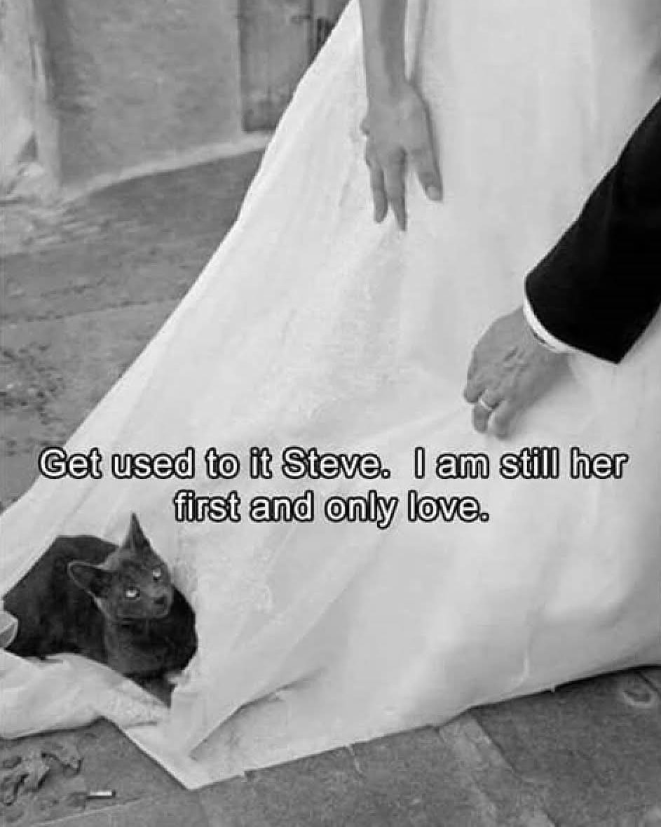 This would be my cat if it wasn't for the force field I have around my sewing and fitting rooms 🤣