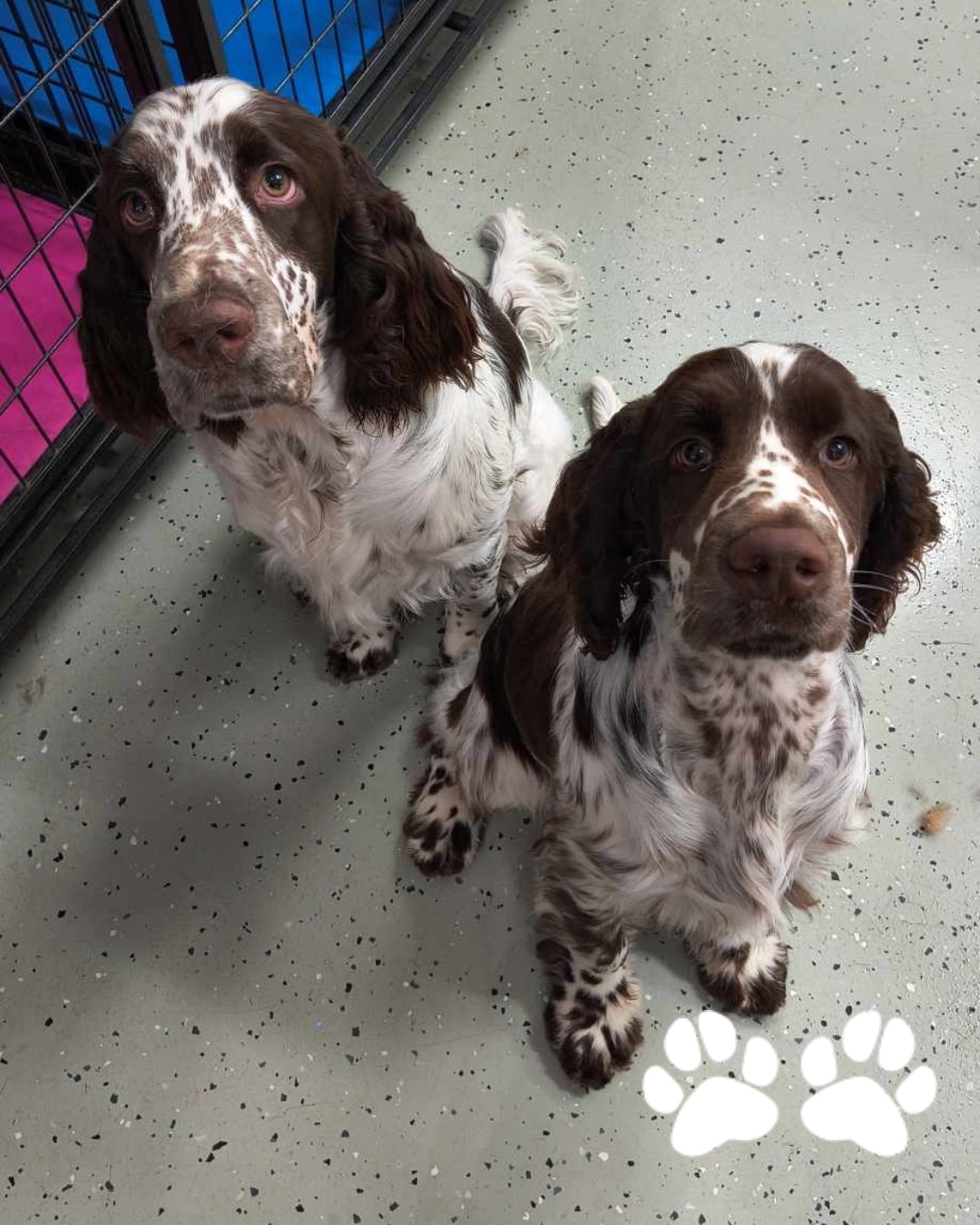 Salon puppies!!! 😍🐾
Every now and again, these 2 make an appearance for their dog show prep. Daphne (L) is owned by Gemma and Genie (R), owned by Ashlee.
How adorable are they!? Growing like weeds! 🤣