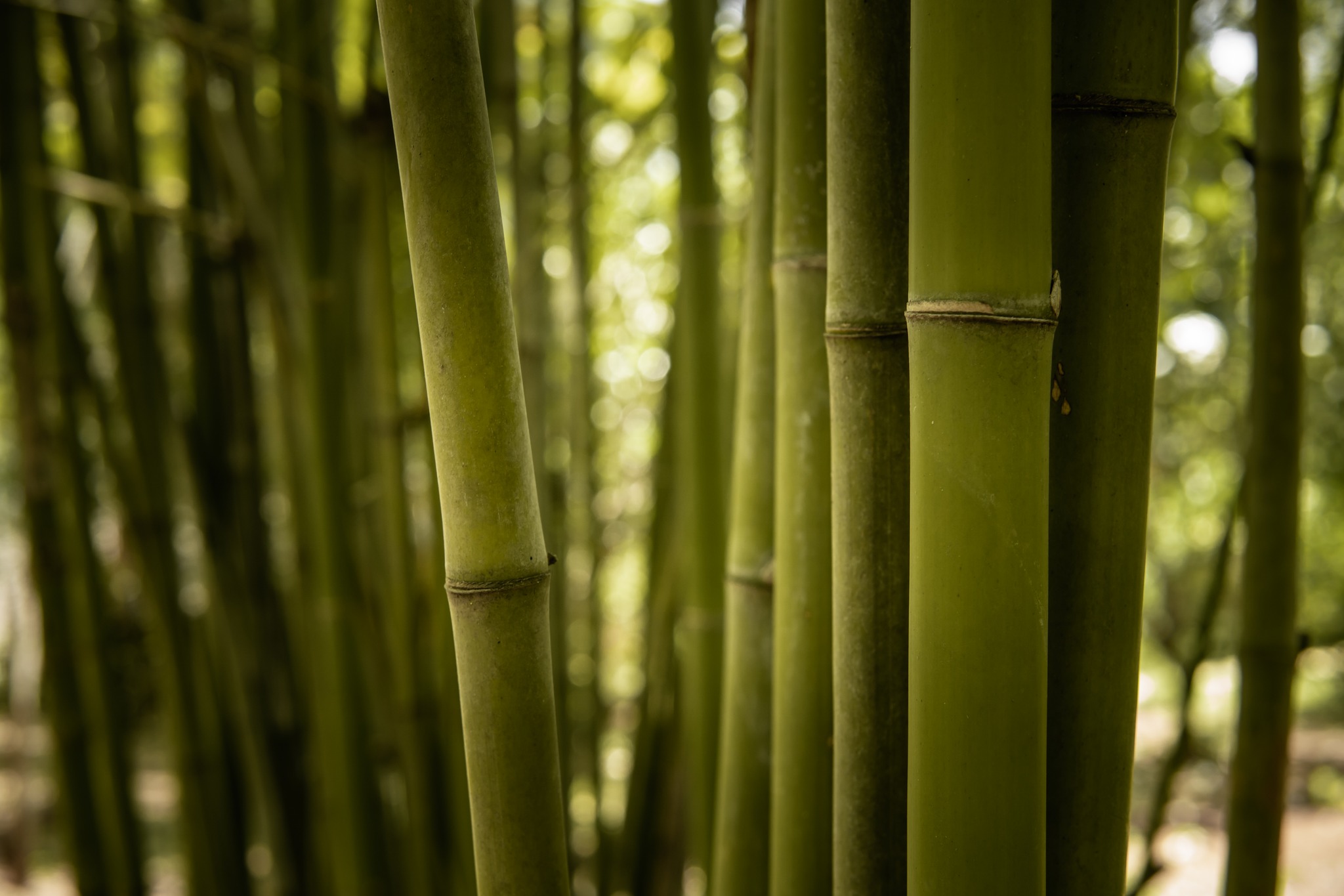 What do you think makes a material eco-friendly?
There are many factors, but the most important is the question of sourcing. It's not enough for a material to be natural and minimally processed to make it “ecological”.
Take the example of wood in Cambodia. Here, the rise in the price of wood is astronomical and illegal logging is still widely practiced. But what I recently discovered is even more alarming: in less than ten years, the country has lost 64% of its forest cover. One of the highest rates of deforestation in the world.
And I saw it, with my own eyes. Pedaling north, along the Thai and Lao borders, through Ratanakiri and then Mondulkiri. Everywhere, the same picture: burnt land, bare hills, soil torn open to make space for monocultures — cassava, rubber, cashew nuts.
But here’s the thing: a tree takes decades to grow before it can be used for building. So what do we do? In a place where forests are disappearing, building with wood is no longer a sustainable choice.
So... what’s left? What material grows fast, is locally available, and could reconnect us with traditional ways of building?
Bamboo.
That’s the path taken by Kiri Bamboo, near Kampong Cham. I went there and met Heng. He told me how he learned to work with bamboo as a child, when people still lived in bamboo houses. Today, with Kiri Bamboo, they’ve built a whole chain for sustainable construction: planting, harvesting, treating, drying, and shaping bamboo. It grows fast, captures carbon, and in just a few years, it can become a beam, a post, a rafter — even a roof tile.
Using bamboo in construction means making the most of a sustainable, locally available resource. And bamboo's characteristics allow it to be used in a variety of ways. I've documented some breathtaking examples that I'll be showing you soon!