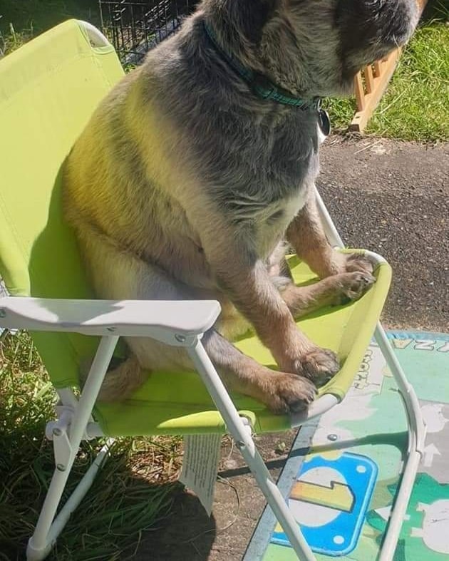 Hot weather tips
◇ Walk your dog when it's cooler, early morning or late evening
◇ If you can't hold your hand on the tarmac for seven seconds, then it's too hot for your dogs paws
◇ Ensure that your pets have plenty of water and shade all day
◇ Fans are a great way to circulate air around you home
◇ Watch out for early signs of heatstroke such as heavy panting, restlessness, and lack of coordination
◇ Prevent sun burn by using pet safe suncream on ear tips, nose, and tummies.
◇ Brush your dog to keep out loose fur and prevent mats or knots
◇ Frozen toys, padding pool, and water sprinklers are great fun and cooling for your pet
🙏 Please Remember
Pets can die in hot environments. Please ensure that your pets are safe and cool this summer ☀️ so we can all enjoy them!