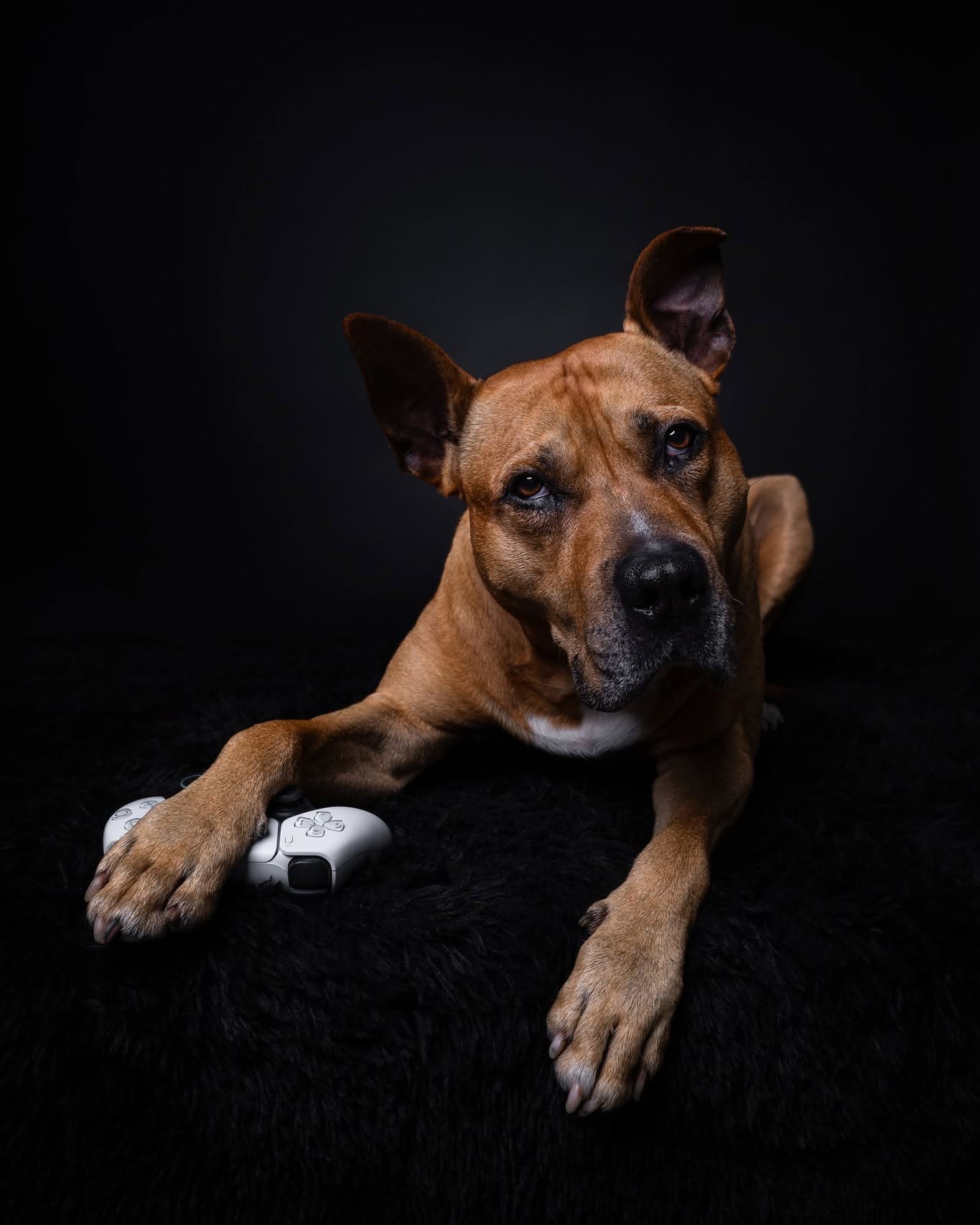 🐾 Call of Doggy: Get all treats! 🎮
Mise: získat všechny piškoty. Stav: probíhá.
Ten moment, kdy tě pes porazí ve hře… a ještě se u toho tváří roztomile.
Podařilo se mu získat všechny piškoty? 😎
#focenipsu #psifotografka #fotografkapsu #nskorepovafoto #psifotograf #fotimepsy #studiofoto #pesvatelieru #psifotoatelier #psifotka