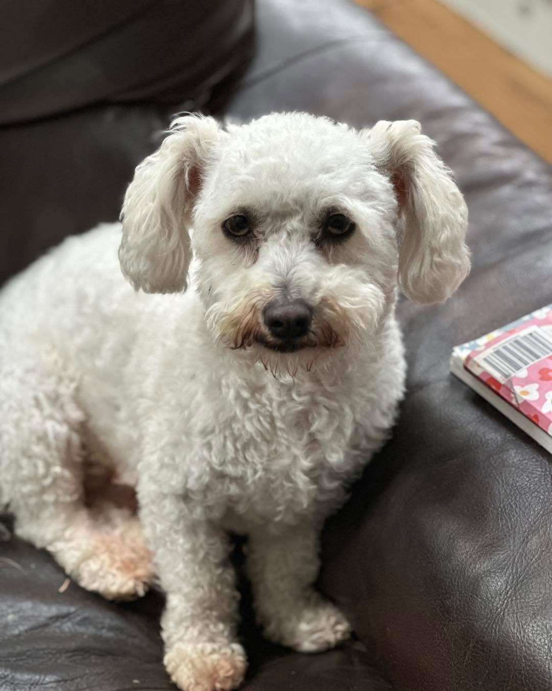 Some of our lovely regular pawliday makers 🐾