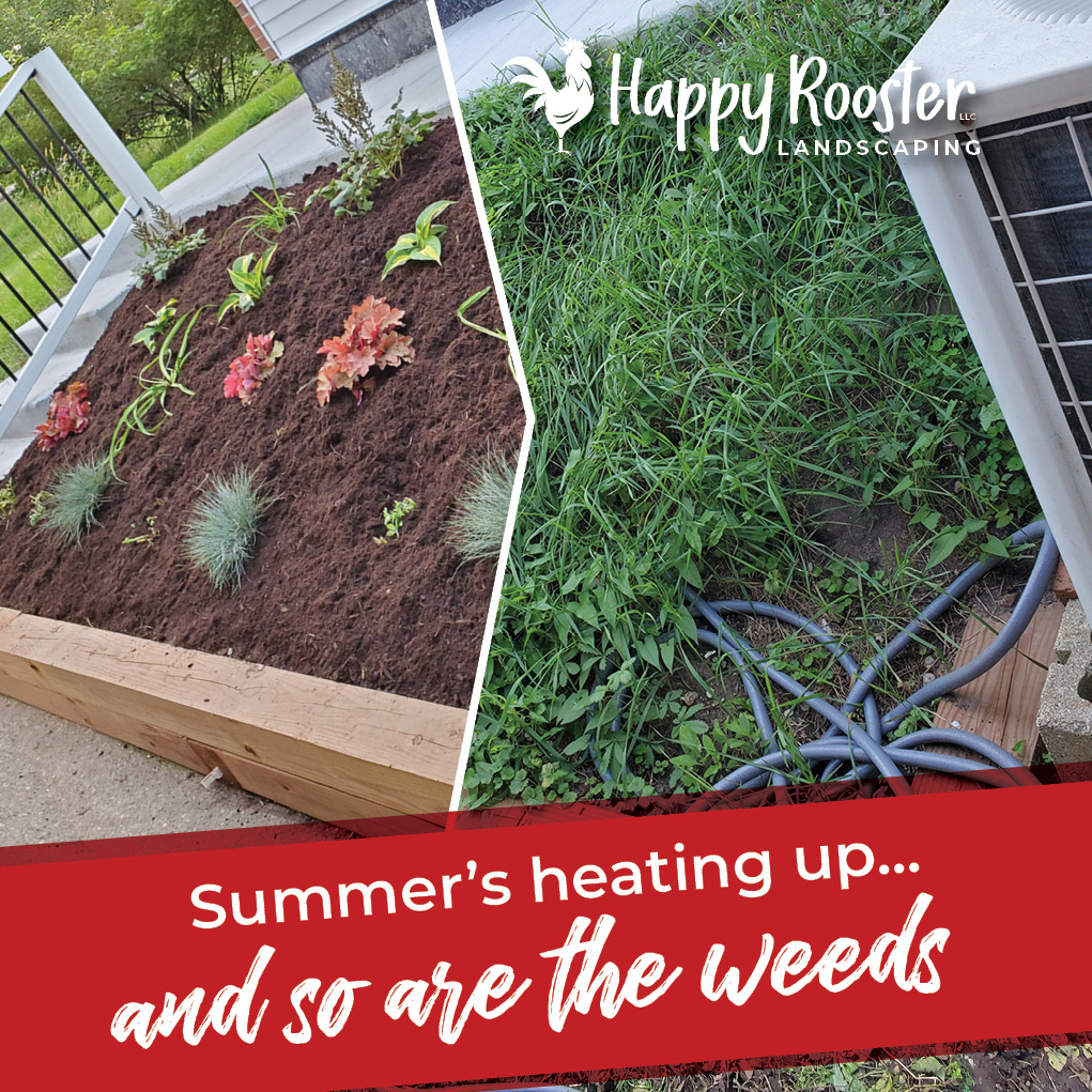 Don’t let unwanted growth take over your garden beds. Our monthly weeding service keeps things clean, tidy, and party-ready — so you can spend more time sipping something cold 🍹 and less time pulling thistles 🌿.
Message us at 224-808-4353 to grab a spot and keep your yard looking its best all summer long!
#SunsOutWeedsOut #SummerYardGoals #WeedFreeLiving #GardenGlowUp #ChillNotChore #HappyRoosterLandscaping