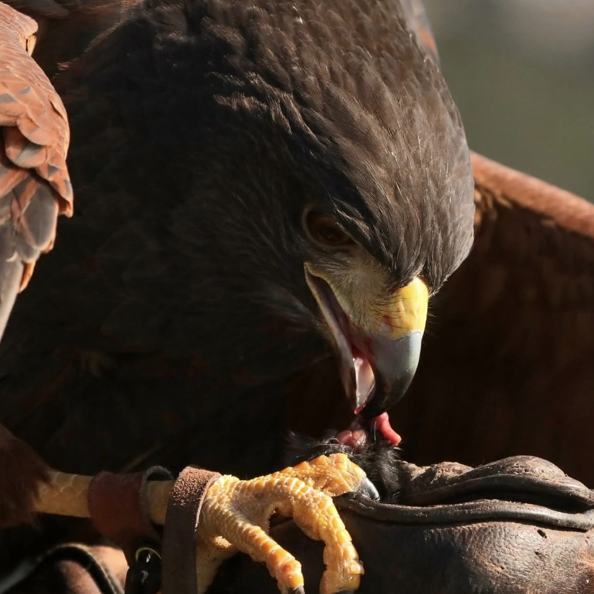 Specialized Beaks for Tearing Flesh
Raptors have unique, hooked beaks that are specially designed for tearing apart the flesh of their prey. A sharp, curved beak allows them to rip through skin, muscle, and bones. For example, a hawk’s beak can rip open the tough hide of a squirrel. Falcons have a can-opener shaped notch known as tomial tooth on the upper mandibule, that lets them dispatch the birds they hunt and provide side leverage to break the long bones in smaller pieces. Come see the beaks at work in person in our falconry experiences!
Photos by @georgeadkins371
#thingstodoinsandiego #flytorrey #falconryschool #birdsofinstagram #getoutside #animalovers #nature #sandiego #lajolla #totalraptorexperience #thingstodoinlajolla #optoutside #socal #falconryexperience