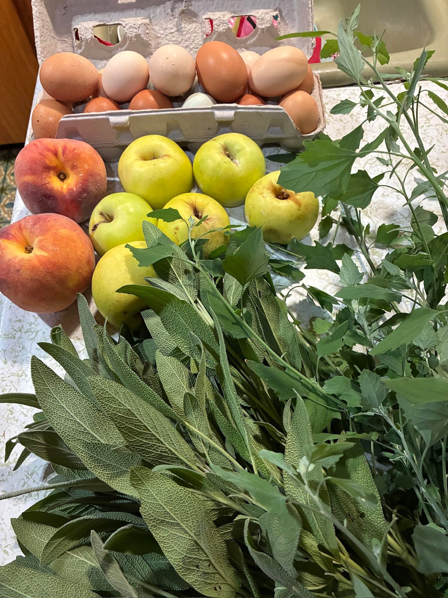 Breakfasts at Red Horse BnB begin with a morning walk to collect what we will enjoy!