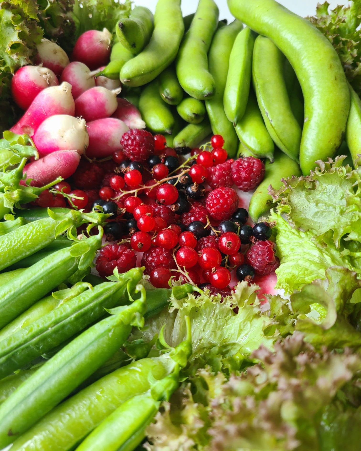Last of the berries, but finally the broad beans have arrived 😋 We have a constant supply of peas, lettuce, chard and radishes now. 🫛🥬
Sprigs on coriander, parsley, basil, mint and sage whenever we need it too!👩🍳
Courgettes have started arriving now, somehow you always end up with too many courgette plants, this year is no different 😂
Starting building the sweetcorn fortress 🌽 to defend against the badgers now 🦡 It's pretty ugly but so long as it works!
Tomatoes are coming soon too! 🍅
#harvest #vegetablegarden #allotmentuk #allotmentlife #allotmentlove #growyourown #gyo #organicgardening
