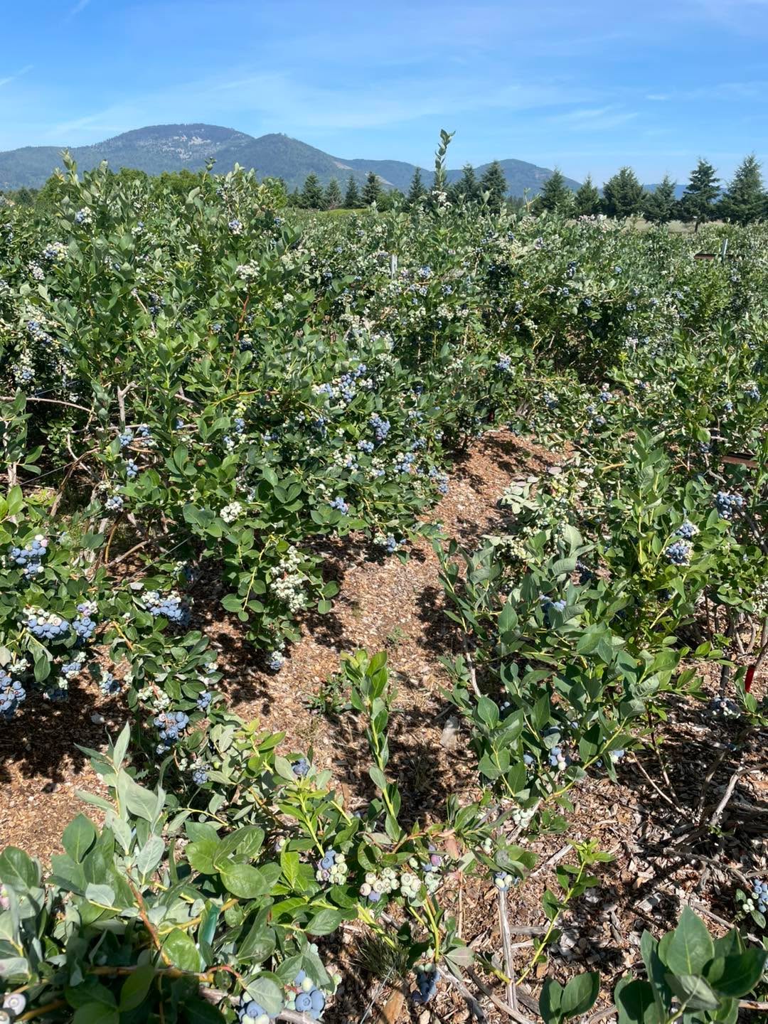 I’m looking for 15 groups (a group being your family or you and a couple friends) to pick the duke variety this evening July 10th. 5:30-7:30pm.
Individuals are fine too. Just comment that it will be just you.
Please use the Atlas entrance! Drive past the strawberry stand and park parallel where the yellow lines are in my photo. Near the blueberry checkout stand. All the roads lead back to the center road so you don’t need to back out or anything, just drive forward and you will be able to make it back to the main road.
$4.25 a lb. Buckets and bags provided. Never sprayed. Cash or Venmo.
Comment if you can make it. If you get a like or ❤️ from me you are in.
The rest of the fields will be opening soon so there will be much larger openings coming!
Again, use the Atlas entrance. Park near the center checkout out stand, not the strawberry stand. The strawberry stand does not have a scale at it right now.
The blue lines are where the ripe berries are right now and there will be blue flags at them. The best picking is in the 8 blue rows on the south end. The plants are loaded and the rows are touching in places, think skinny and carefully slide in there.