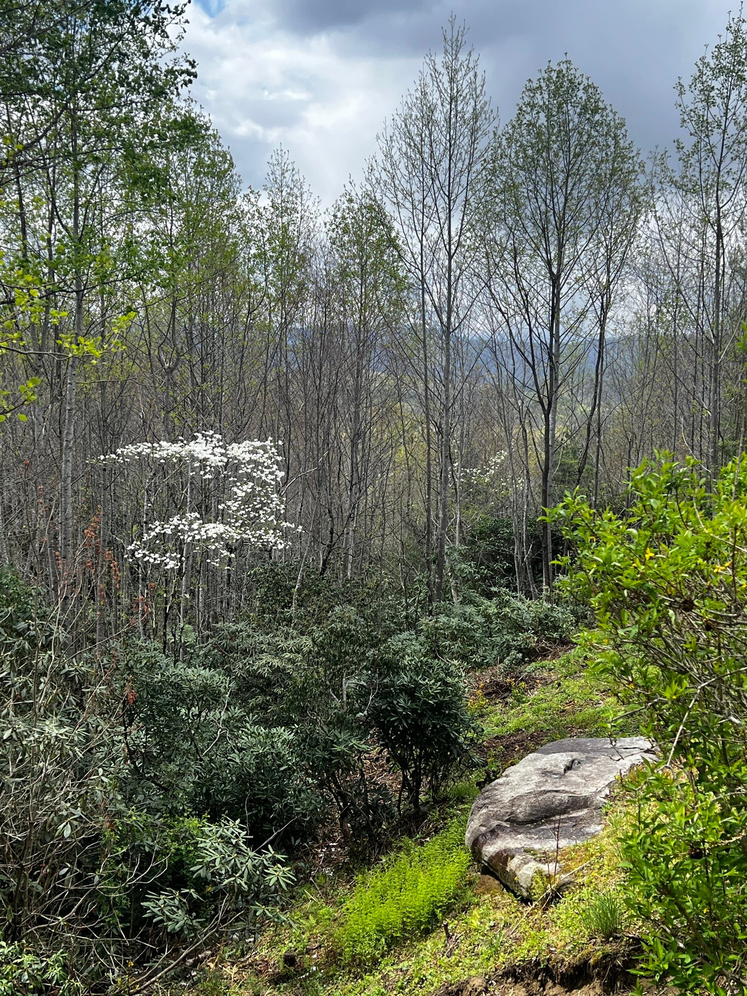 April was a beautiful month! Leaning forward with hope, and springing up with joy and celebration. Especially the joy of our Risen Savior Jesus Christ!
Even in pain and struggle, as we all experience in some way, it helps to remember the beauty and goodness of God.