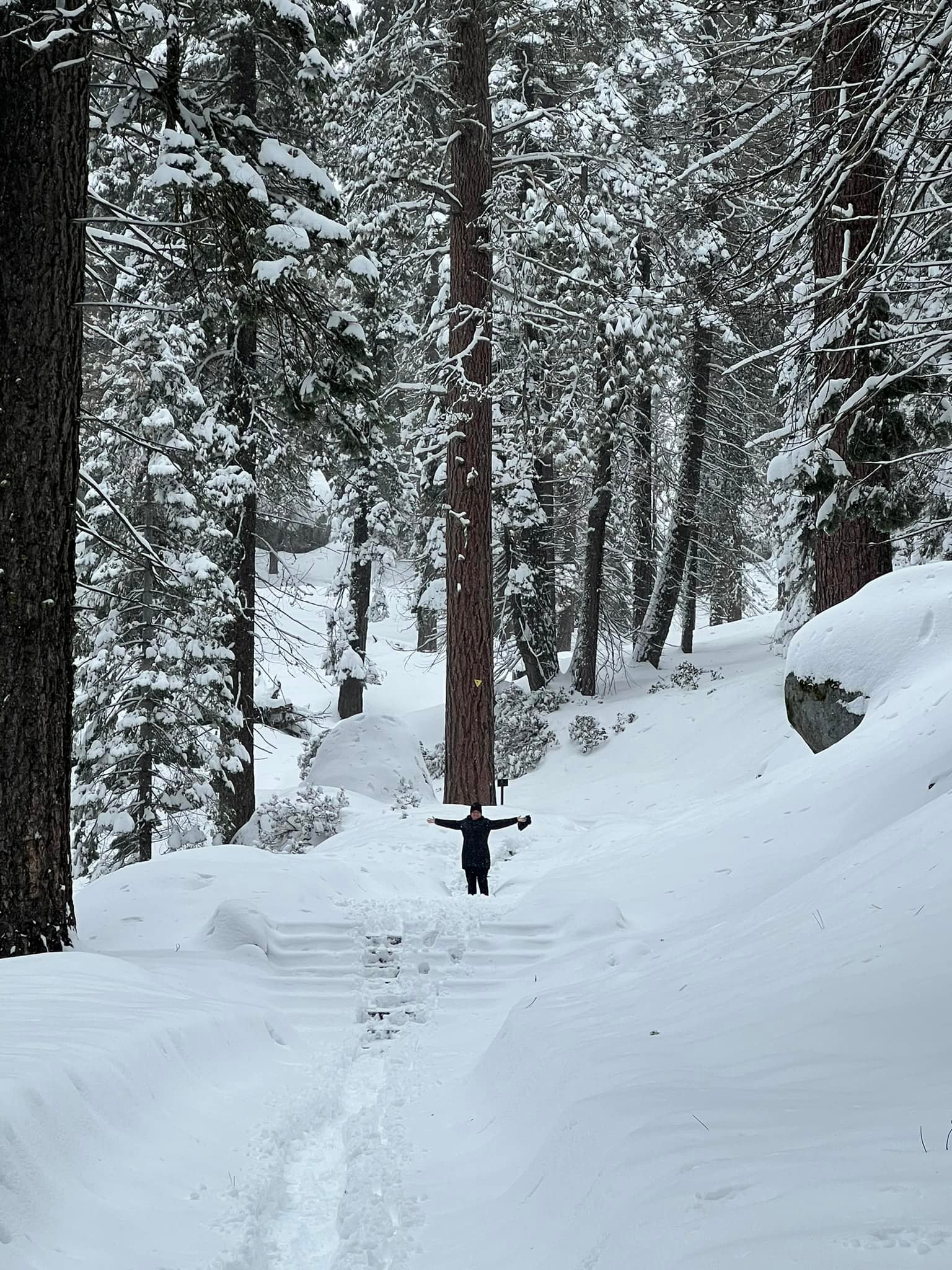 Sequoia Natl Park you were amazing!