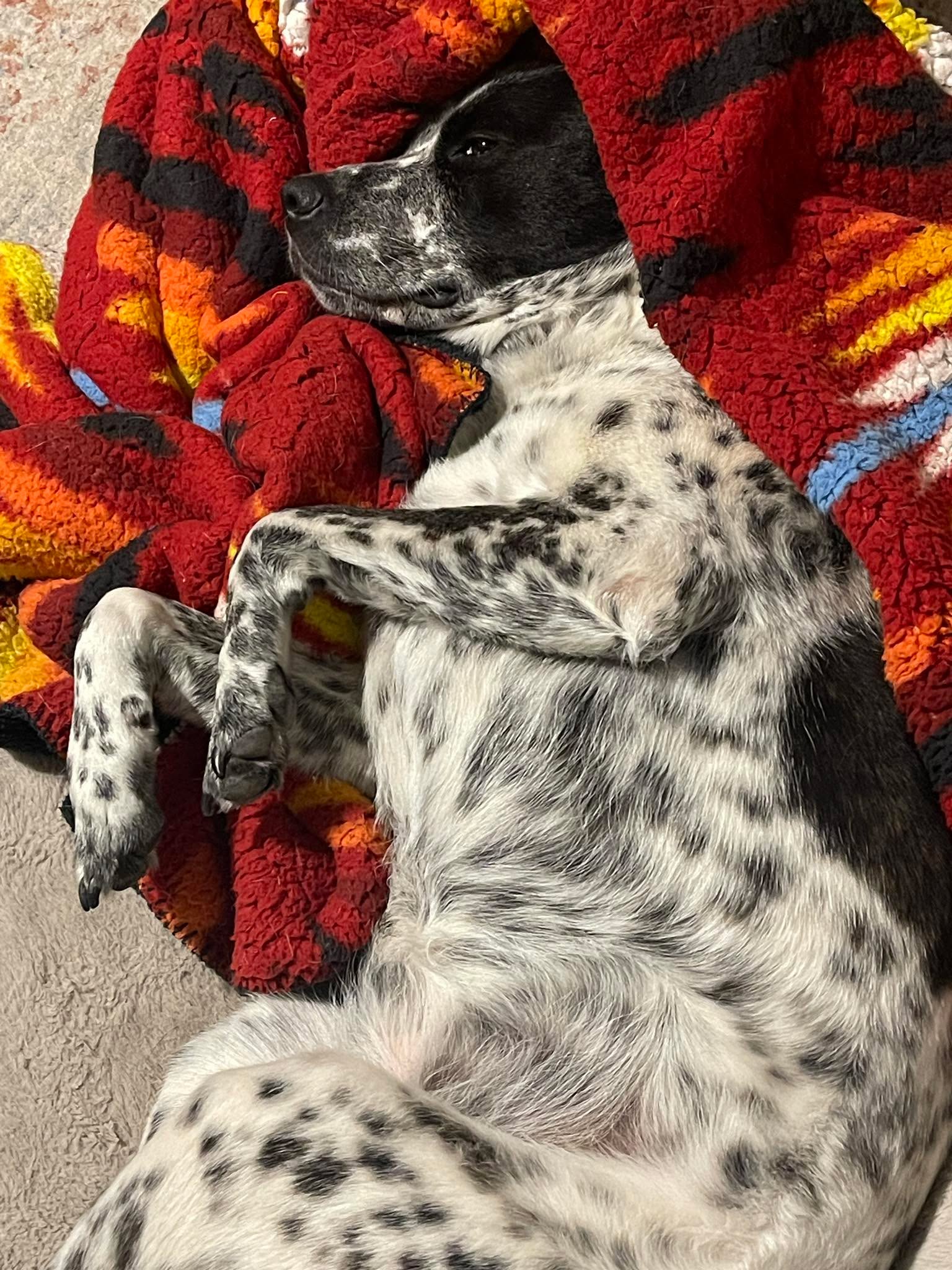 All tucked in and hoping for no more fireworks!!! Thunderstorm on the way so please no fireworks till 2:30 am again!!