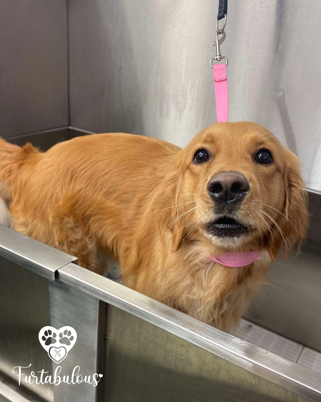 "Hiiii, me juz waitin for my barf"
😍💙🐾