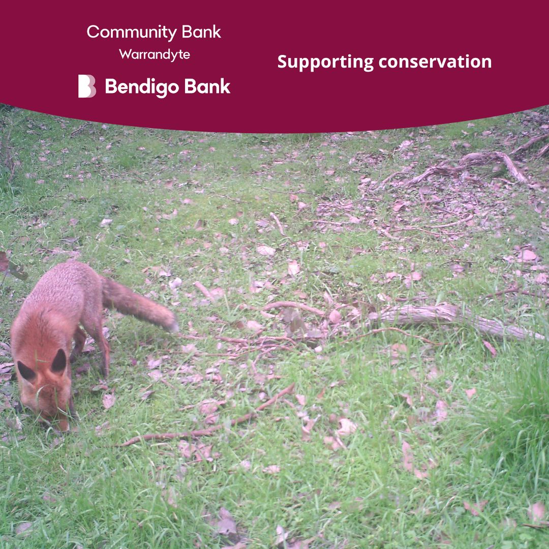 With the support of Nillumbik Shire Council and Warrandyte Community Bendigo Bank we have been able to conduct three separate ‘proof of concept’ trials of CPE (Canid Pest Ejector). In exciting news, and based on the success of these trials, Nillumbik Shire Council has approached us with a proposal to extend our fox control program across a larger catchment area.
Read more on our website News page. Link in bio.