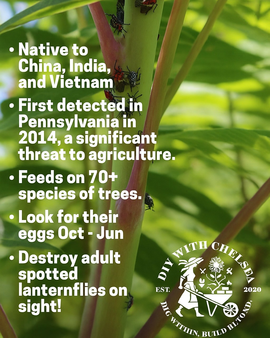 Here lies a gathering of spotted lantern flies. We do NOT want to see these hanging around our plants. The tree of heaven (which is similar in looks to this sumac tree) is their favorite tree. In addition, they attack grape vines. They do this by sucking the sap out of vines and trees. There is no known pesticide that will rid your plants of these, it is recommended to remove by hand.