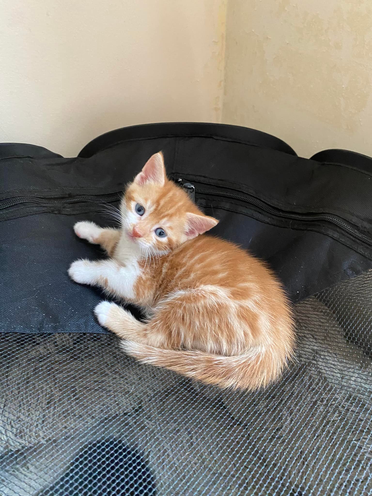 Hi all, this little kitten needs a home!
She’s 7 weeks old and a rare ginger girl kitten, 80% of ginger cats are boys!
She’s litter trained, eating well and ready to go to a new, loving home next week.
Inbox me for more details and please share on your walls
Thank you in advance ❤️