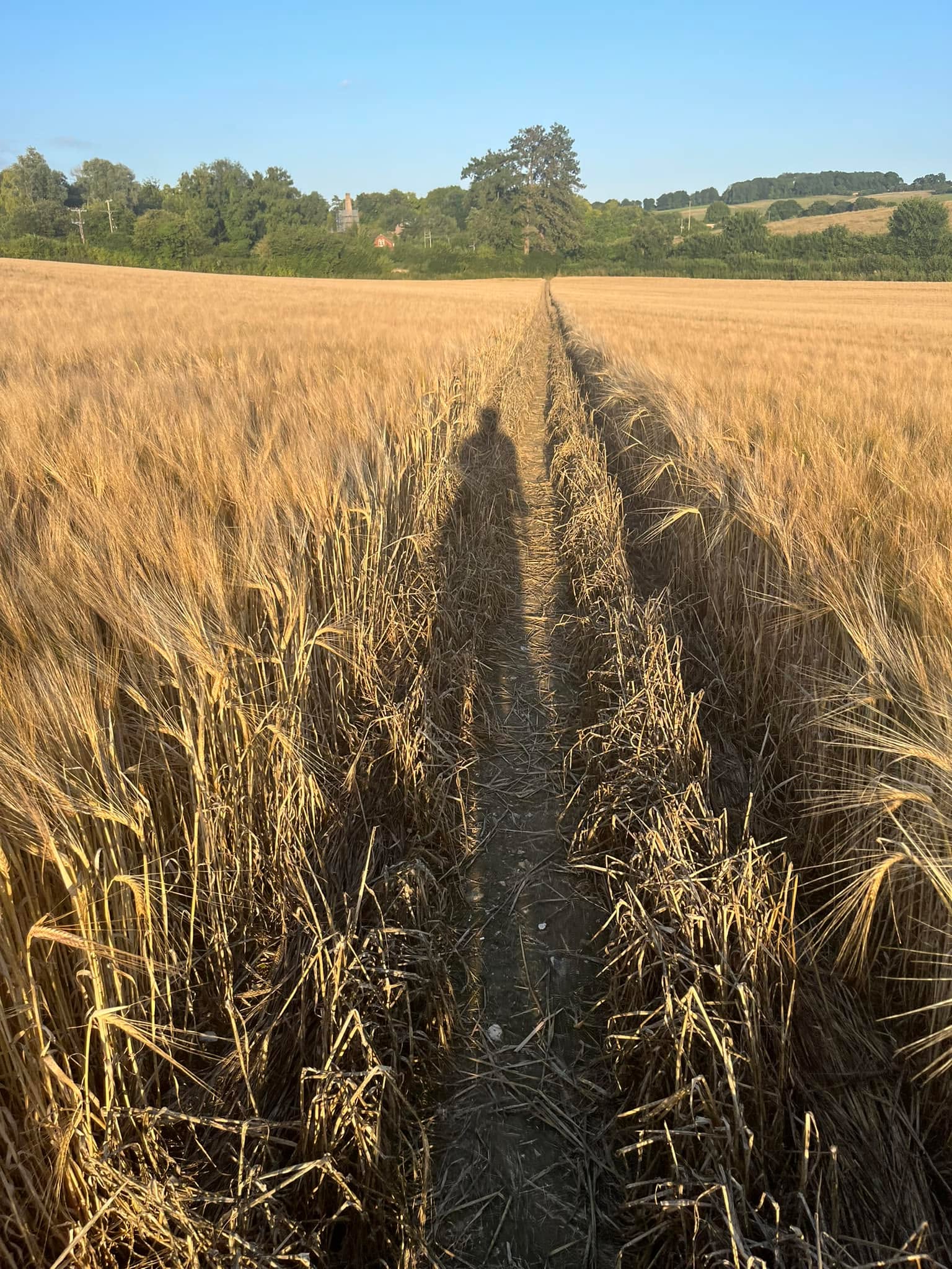 Dry enough and warm enough for evening rides. Just got to sort out the overgrown parts so that I don’t get ripped to pieces by the brambles.
#summerevening #chalk #southdowns