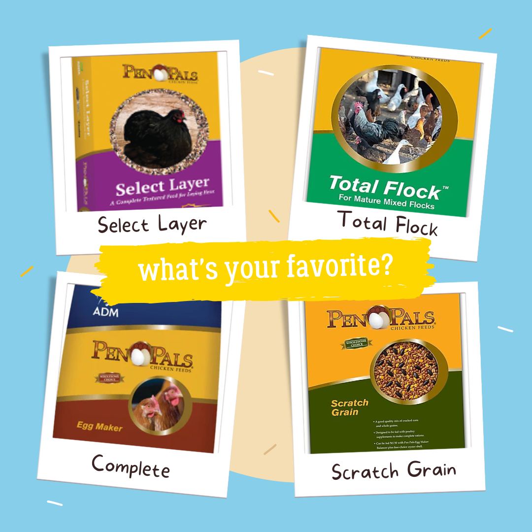 💛 What's your favorite poultry feed? 💛
With a wide selection like ADM's Select Layer, Total Flock, Complete Egg Pellet, Chick Starter/Grower, Scratch Grain, Prime, All Star Scratch Grain... and more, you can pick your favorite AND feel free to try something new!
