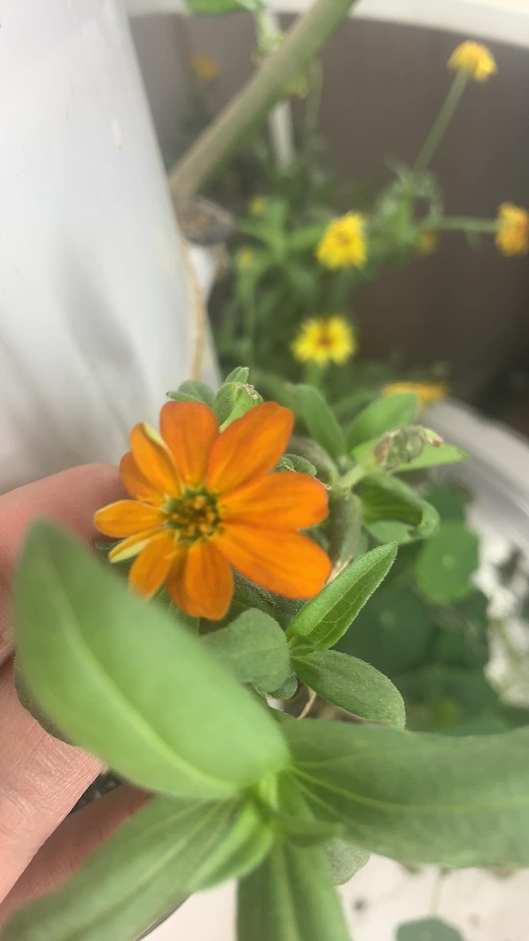 ✨On this gray day- there is nothing more uplifting than fresh flowers - especially the ones that grow all year round in your living room!!!
🪻🌸🌷🌻🌺🌼
✨These pictures were sent to me from one of my amazing Towergarden clients!!!
✨Aren't they gorgeous?
✨If you want to learn more about super easy chemical free growing all year round, reach out!!!!