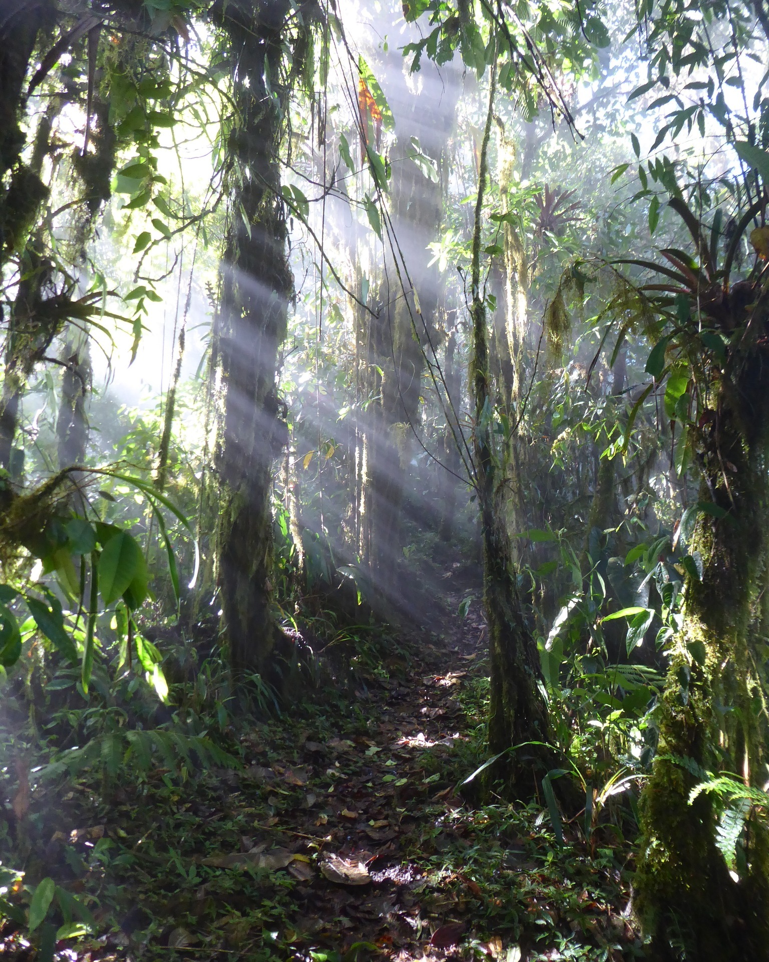 🌫️ The magic begins when you lower your voice and open your senses.
In Santa Lucía, the forest isn’t just seen—it’s felt.
#SantaLucíaEcuador #CloudForestExperience #NatureConnection #TravelSlow