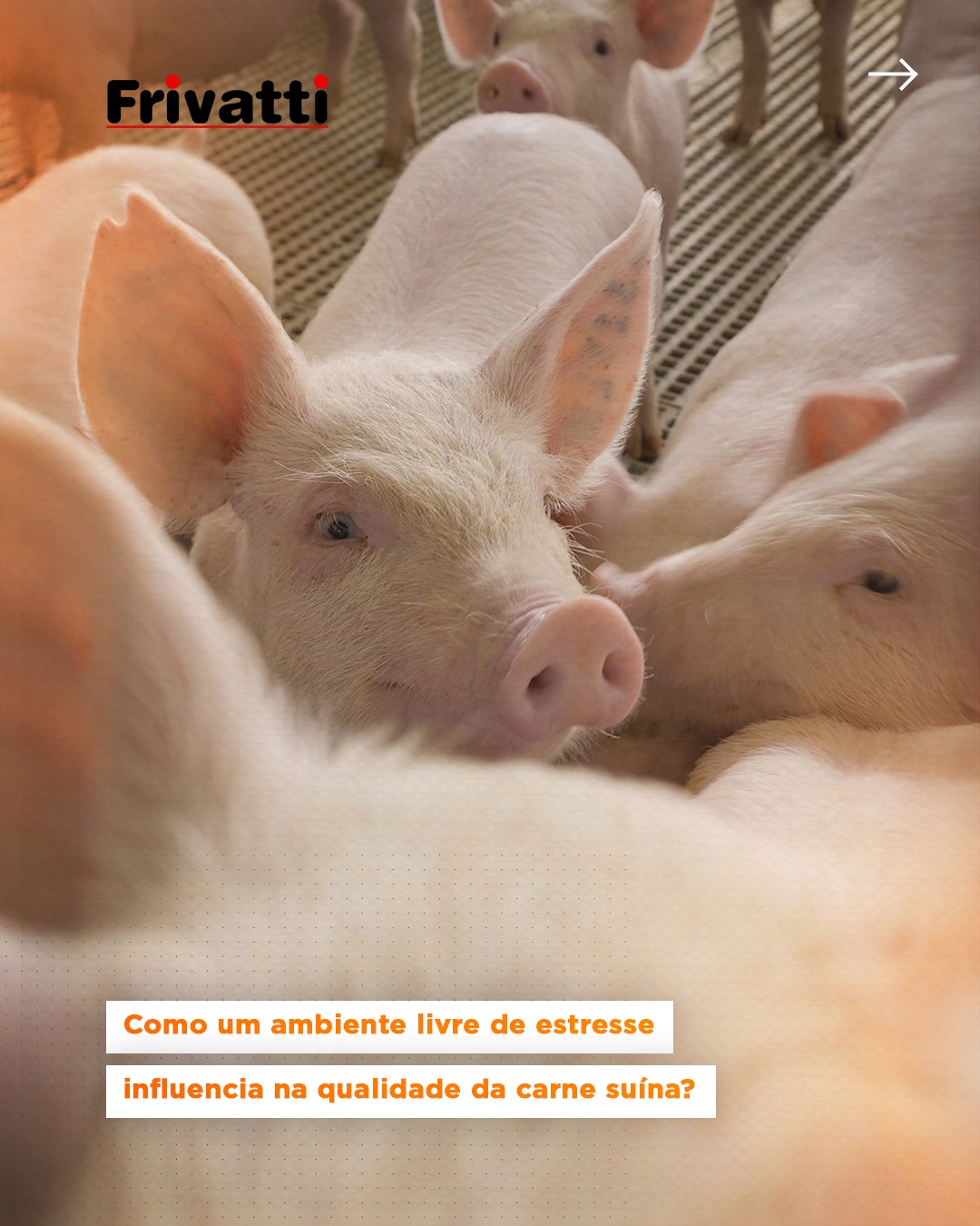✨ Você sabia que o ambiente em que o suíno é criado influencia diretamente na qualidade da carne?
Menos estresse = carne mais macia, saborosa e com melhor aparência!
E isso não é só percepção: a ciência comprova! Suínos estressados produzem carnes pálidas, moles e exsudativas ou escuras, firmes e secas, que são rejeitadas tanto pela indústria quanto pelo consumidor final.
Por isso, boas práticas como manejo gentil, transporte adequado e enriquecimento ambiental são fundamentais para garantir o bem-estar animal e uma carne de excelência.
Na Frivatti Genetic, criamos condições ideais para que os suínos se desenvolvam com tranquilidade, saúde e bem-estar.
O resultado? Mais eficiência no campo e uma carne suína de altíssima qualidade no seu prato!
👉 veja a materia completa em: frivatti.ind.br/post/como-um-ambiente-livre-de-estresse-influencia-na-qualidade-da-carne-suína
#FrivattiGenetic #Suinocultura #CarneSuínaDeQualidade #BemEstarAnimal #MenosEstresseMaisQualidade #AgroResponsável #GenéticaDeResultado #SuínoDeQualidade