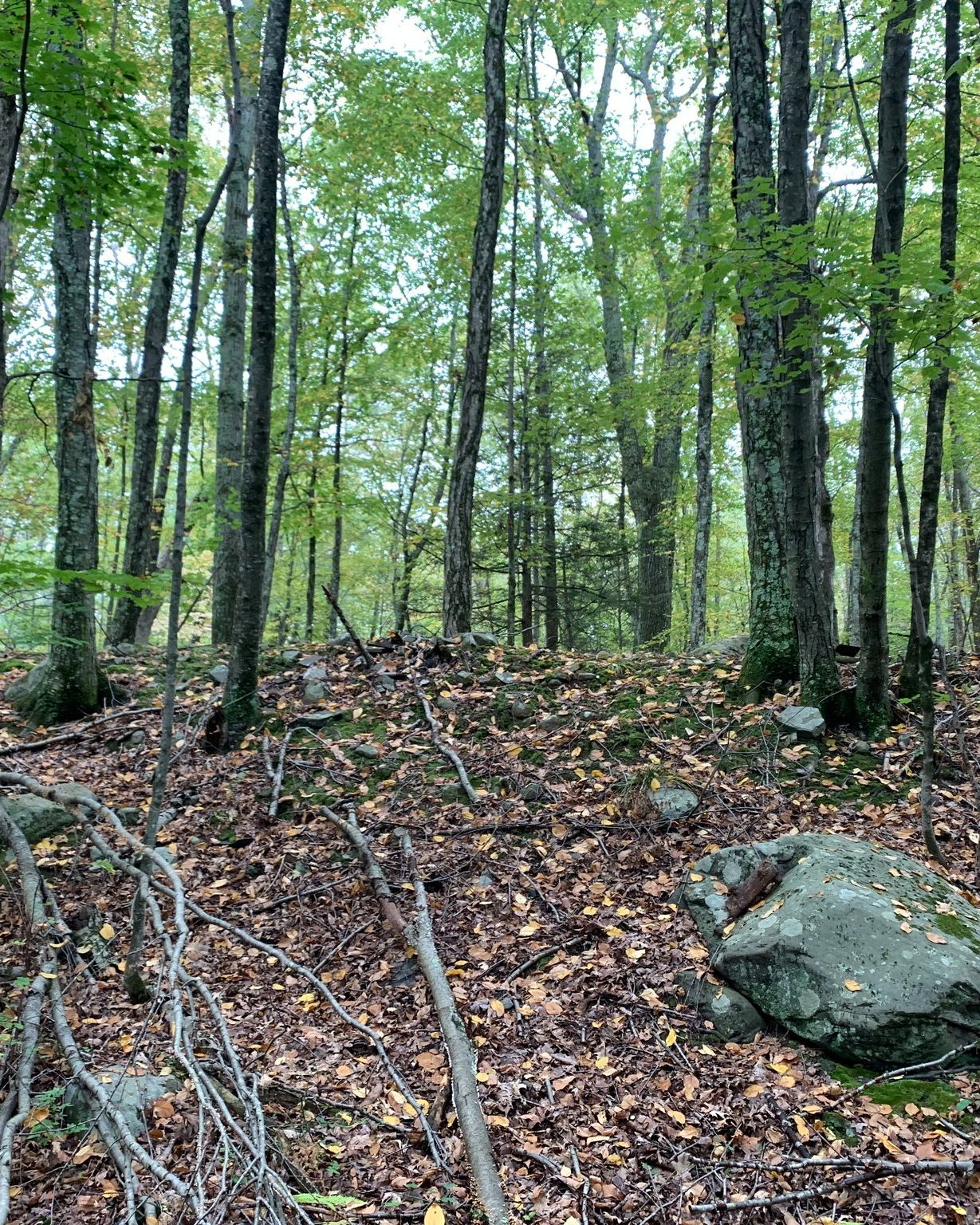 There was a place in the woods that all the kids knew about. It was on top of a forested hill, miles away from any houses, where there was a collection of millstones. They were too heavy to be moved by anyone we knew - just massive. Every so often, you could sneak up there in the dark, and the millstones would have changed positions. No one ever saw this happen. We said the place was haunted. How else could we explain those milling millstones?
#nicolasolvinic #thehuntersdaughter #thesisterscurse #mysteryauthor #crimeauthor #thrillerwriter #criminology #crimefiction #crimethriller #crimenovel #suspensenovel #thrillerbook #murdermystery #mysteryreads #booklovers #bookclub #sacredforest