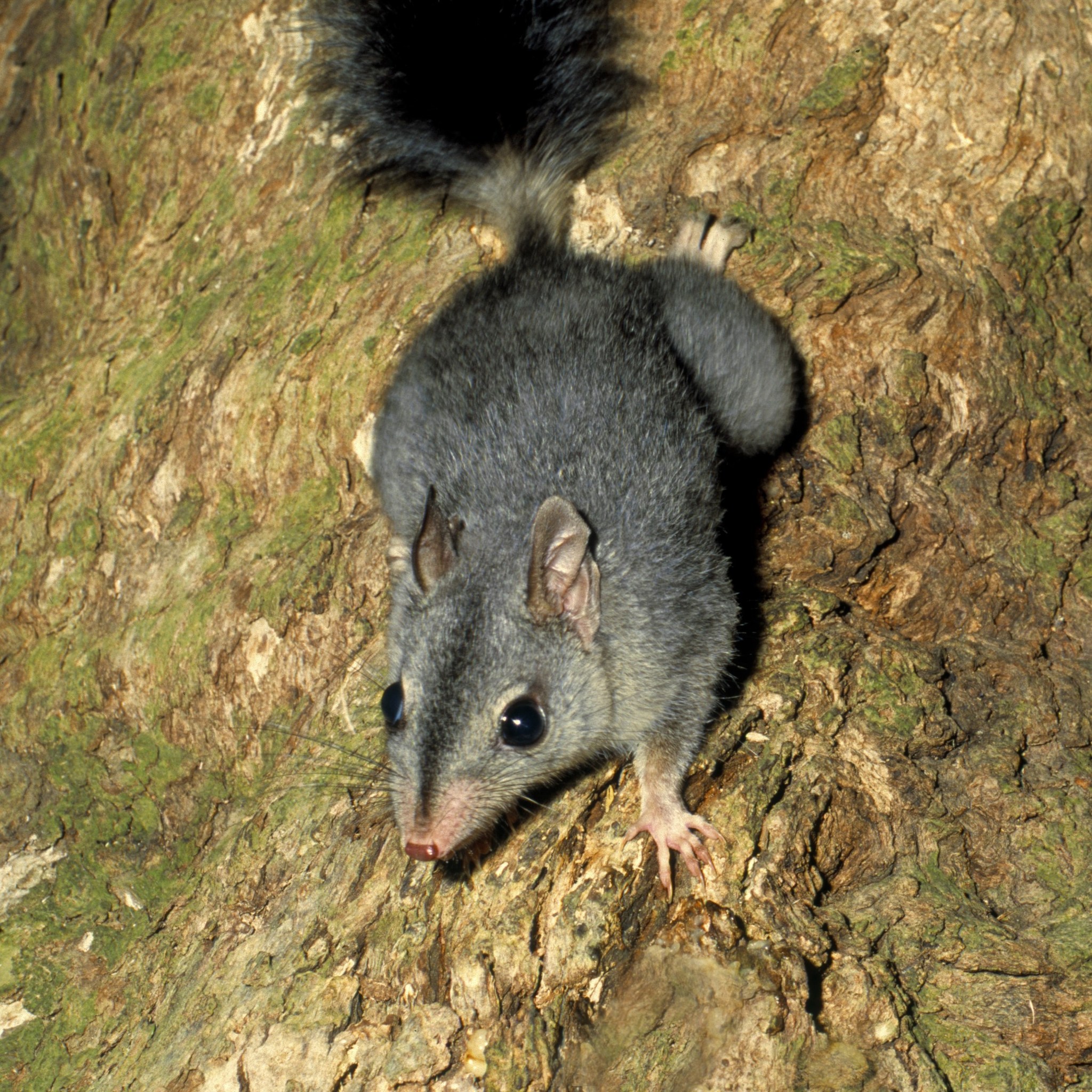 Phascogales are one of the small mammals that live here. In order to find out what other small mammals we have, we recently set up bait stations and cameras.
You an read more about this on our website News page. Link in bio.