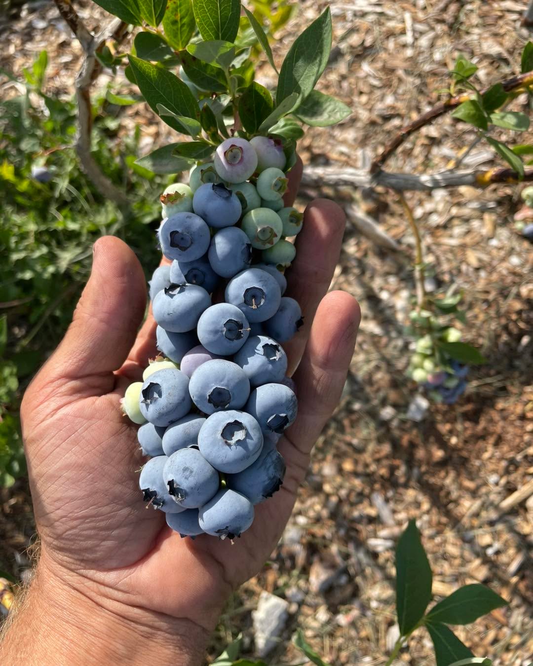 ALL SPOTS ARE FILLED. If you do not get a like from me then it’s a no go for you!
I’m looking for around 7 groups (a group being your family or you and a couple friends) to pick the duke variety this evening. 6:30-8pm.
$4.25 a lb. Buckets and bags provided. Never sprayed.
Comment if you can make it. Will send additional info to those that get in.
The rest of the fields will be opening soon so there will be much larger openings coming!