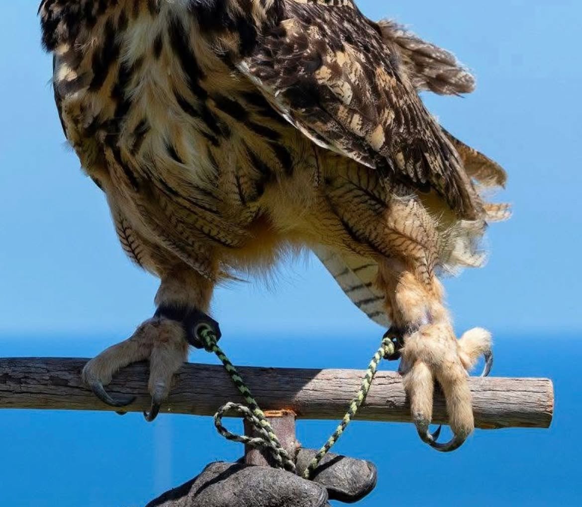 Raptors possess incredibly sharp and powerful talons, which are crucial for capturing, killing, and carrying their prey. From falcons to hawks and owls, learn how these majestic birds use their talons and grip strength. 🌐 Learn about the anatomical features of our birds in person and capture photos of their talons in action during our Falconry Experience in La Jolla. All photos by the talented George Adkins.
#familyexperience #Raptors #BirdsOfPrey #Wildlife #NaturePhotography #Falconry #thingstodoinlajolla #thingstodoinsandiego #FamilyExperience