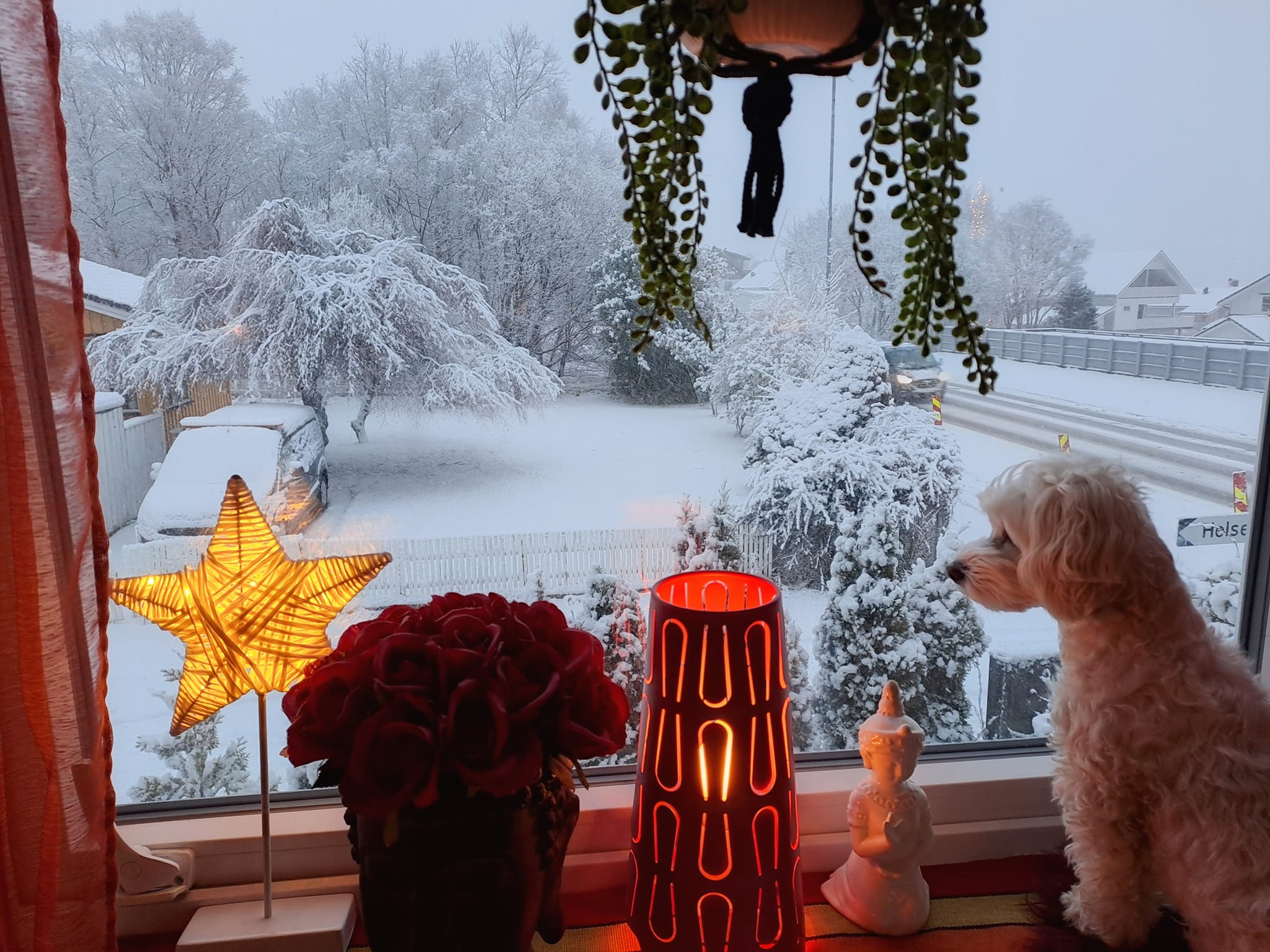 It's beginning to look a lot like Christmas ✨✨✨❄️🌨️✨✨✨🎵🎶🎵