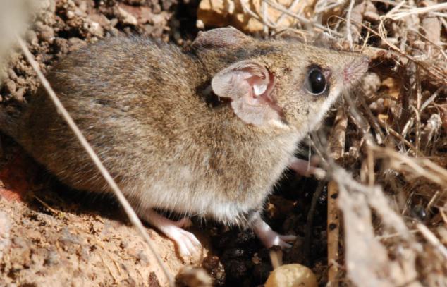 Where are the Dunnarts?
We've been looking for these little critters for ten years with no luck. Will our Small Mammal Project find them? Read more about this on our website News page. Link in bio.