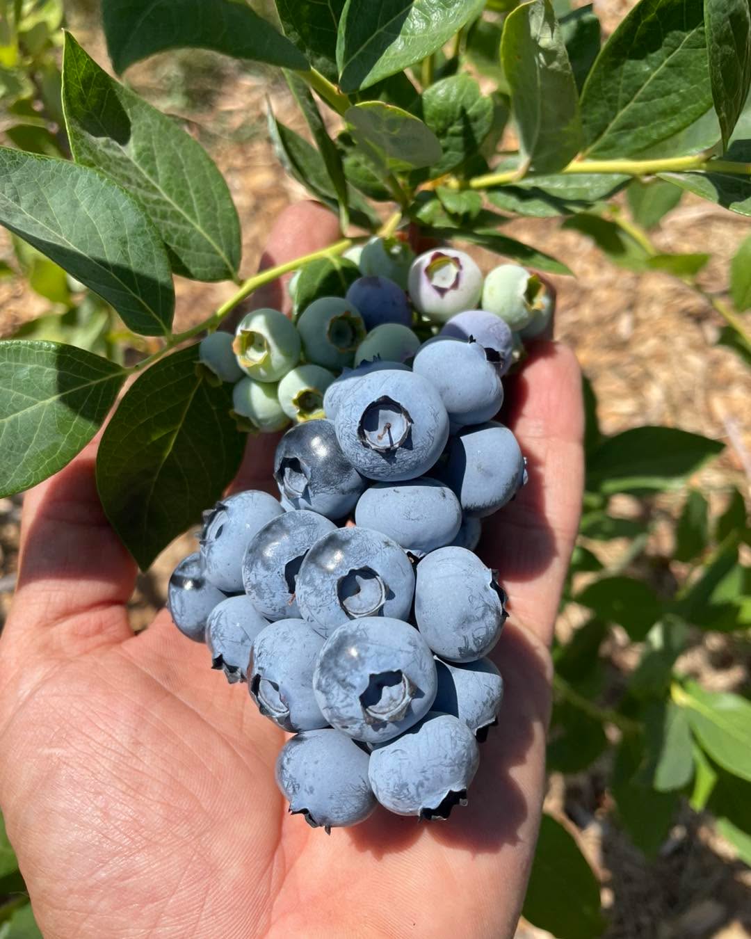 We will be open tomorrow morning July 12th. 7-10am.
If you come before 8 please be familiar with what you are doing and where to park as I won’t be out until 8 or so to help with the stand.
Please use the Atlas entrance! Drive past the strawberry stand and park parallel where the yellow lines are in my photo. Near the blueberry checkout stand. All the roads lead back to the center road so you don’t need to back out or anything, just drive forward and you will be able to make it back to the main road.
$4.25 a lb. Buckets and bags provided. Never sprayed. Cash or Venmo.
Comment if you can make it. If you get a like or ❤️ from me you are in.
The rest of the fields will be opening soon so there will be much larger openings coming!
Again, use the Atlas entrance. Park near the center checkout out stand, not the strawberry stand. The strawberry stand does not have a scale at it right now.
The blue lines are where the ripe berries are right now and there will be blue flags at them. The best picking is in the 8 blue rows on the south end. The plants are loaded and the rows are touching in places, think skinny and carefully slide in there.