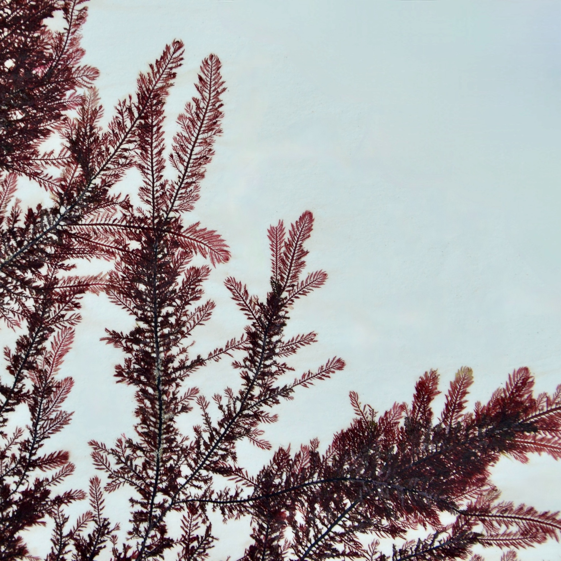 Members at Urras Oighreachd Ghabhsainn - Galson Estate Trust
Open 24 to 26 July and 28 July to 2 August - open throughout the second week!
Hebridean Seaweed Prints - https://www.openstudioshebrides.com/full-members/hebridean-seaweed-prints
Beautiful prints created from pressed seaweed.
#OpenStudiosHebrides #OpenStudios #LocalArtistShowcase #OuterHebrides #IsleOfLewis #IsleOfHarris #Crafts #ArtsAndCrafts #Artists #ScottishArtistsAndMakers #Stornoway #Hebrides