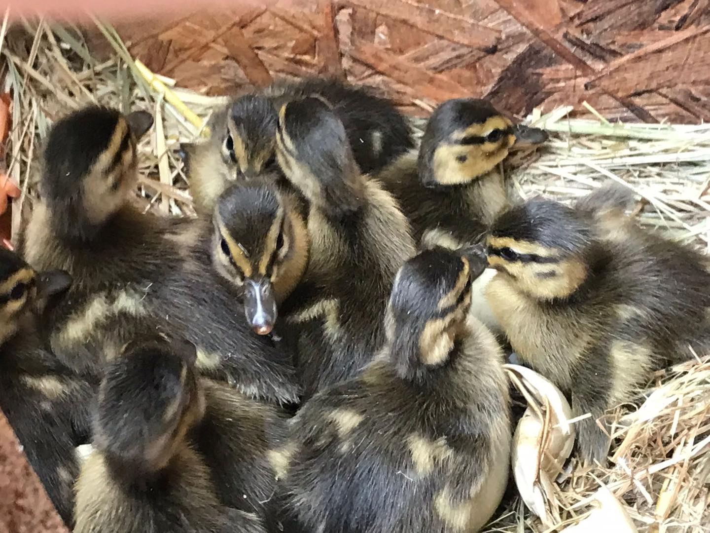 🦆 Update von Team 3 – aus Eiern wurden Küken!
Bei einem unserer letzten Einsätze hat Team 3 nicht nur Rehkitze, sondern auch ein Nest mit Enteneiern entdeckt – gut versteckt im hohen Gras.
Die Eier wurden vorsichtig in sichere Obhut gebracht – und jetzt gibt es großartige Neuigkeiten: Die Küken sind geschlüpft! 🐣💛
Und das Beste daran: Ein Huhn hat die Eier angenommen und ausgebrütet. Ein echter Glücksfall – fürs Leben der Küken und für alle, die dabei mitgeholfen haben.
Jetzt bleibt nur noch eine Frage offen:
Wer bringt den Kleinen eigentlich das Schwimmen bei? 😄🛶
Bitte unterstützt unsere Arbeit mit einer Spende oder teilt diesen Beitrag, damit noch mehr Menschen von der Rehkitzrettung erfahren.
Nutzt dazu gerne unsere Paypal-Adresse:
📩 paypal@rehkitzrettung-hannover.de
Oder den direkten Spendenlink:
🔗 https://www.paypal.com/donate/?hosted_button_id=QRLKMUJ7MG382
Mehr Infos dazu auf unserem Kanal oder auf unserer Webseite:
🌐 www.rehkitzrettung-hannover.de
#Rehkitzrettung #Wildtierschutz #Entenküken #Nestfund #Tierschutz #DrohneImEinsatz #Ehrenamt #NaturErleben #SpendenHilft #KitzeRetten #HuhnRettetEnten #Hannover #regionhannover #drohne