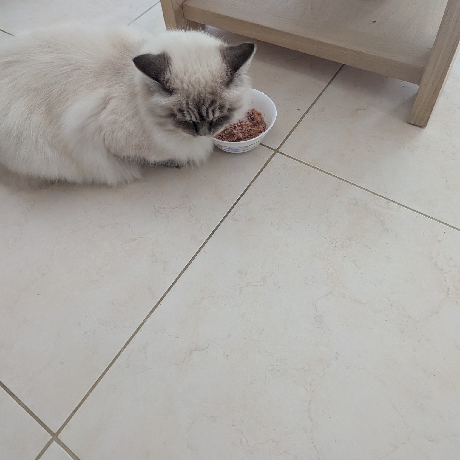 🐾 Vous partez travailler toute la journée ? Vous êtes en déplacement ou avez un imprévu ?
Je propose des promenades personnalisées et des visites à domicile pour prendre soin de votre animal pendant votre absence.
🚶♀️ Les promenades permettent à votre chien de se défouler, de sentir, de rencontrer, de s’enrichir… le tout dans la bonne humeur et le respect de son rythme.
🏡 Les visites à domicile, c’est l’option idéale pour garder les habitudes de votre compagnon (chiens, chats, NAC, animaux de ferme) sans le perturber : repas, câlins, jeux, soins si besoin et surveillance.
✅ Service de proximité, doux et fiable
❤️ Passionnée et formée (ACACED + premiers secours canins/félins)
📍 Zone couverte : Sorèze, Revel, Durfort, Les Cammazes, etc.
📩 Contactez-moi pour discuter de vos besoins ou recevoir un devis sur mesure.
#promenadechien #visiteadomicile #petsitting #gardechien #gardechat #gardeanimaux #chienheureux #chatheureux #petsittercertifiee #soinanimaux #soreze #revel #tarn #serviceanimaux