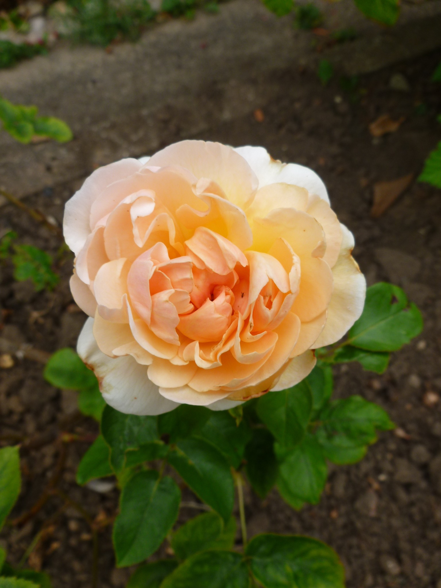 "Evelyn"
#rose #davidaustinrose #evelynrose