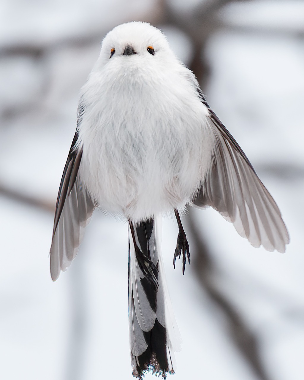 The Shima-enaga, otherwise know as the Japanese snow fairy is one of the cutest creatures I have ever seen. Tiny, fast and elusive, I could happily spend a few hours looking for these guys during the Japan winter tour.
And if you are interested in joining us in Japan in February for winter, we have just a few open spots left so get in touch if you are keen.
Shot with Sony A1ii with 100-400 GM