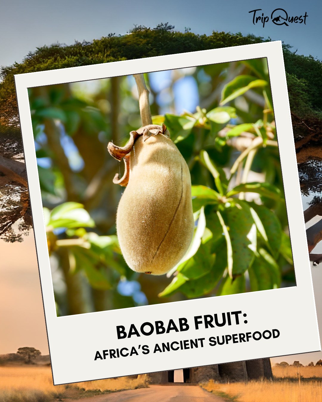 Tanzania is full of wild flavors—and Trip Quest can take you to the heart of it.
📍Book your culture + food safari now. DM us for a custom plan!
#BaobabFruit #TasteTanzania #TripQuestEats #ExploreArusha #TripQuest #wildAfrica #safariadventure #africatravel #africatour #KenyaSafari #NgorongoroSafari #WildlifeAdventures #TanzaniaTravel