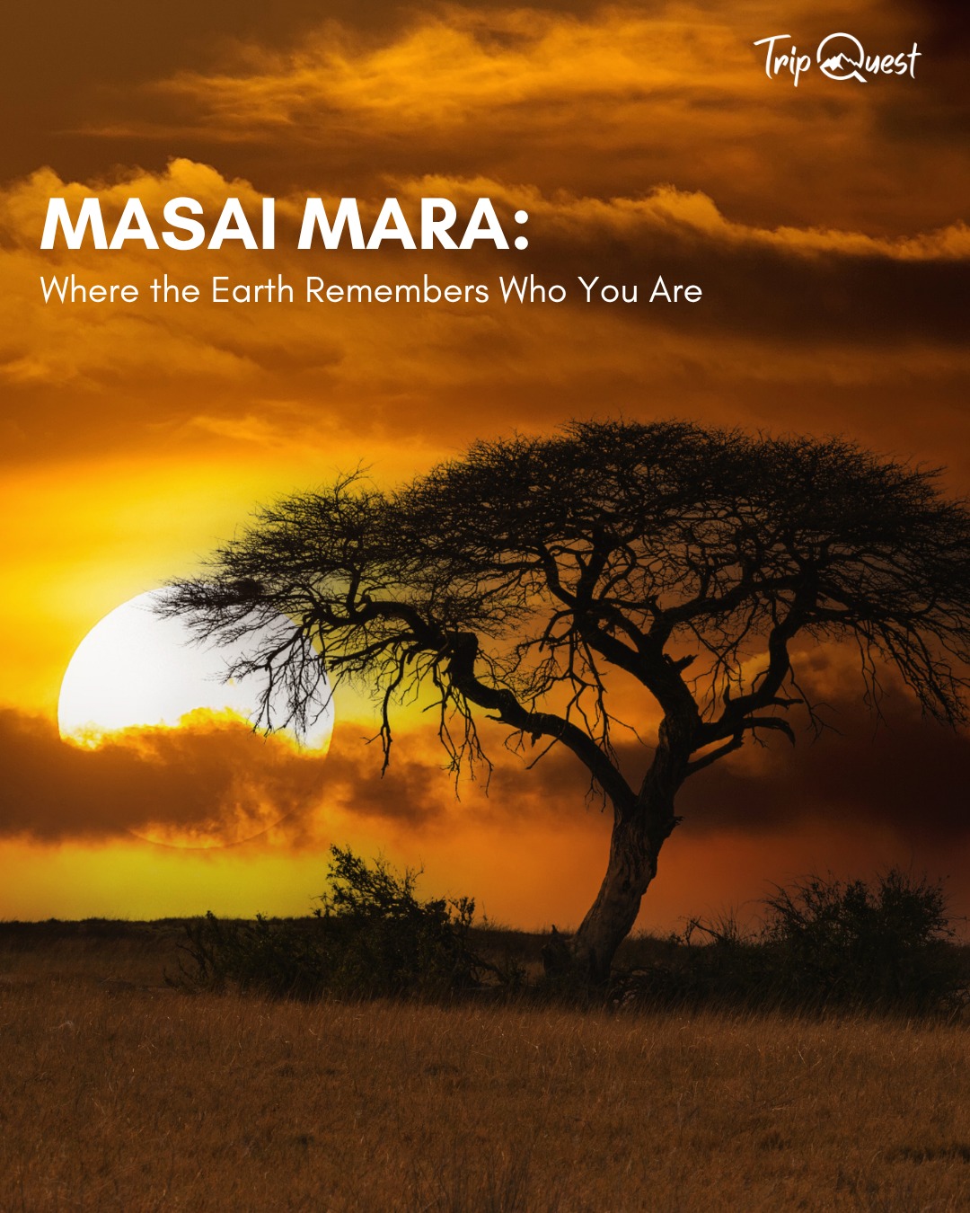 The Masai Mara is not a checklist.
It’s a return. A remembering.
A place where the land sees you—and never forgets.
🌍 #SoulOfTheSavannah #BackToTheWild #ExploreArusha #TripQuest #wildAfrica #safariadventure #africatravel #africatour #KenyaSafari #NgorongoroSafari #WildlifeAdventures #TanzaniaTravel