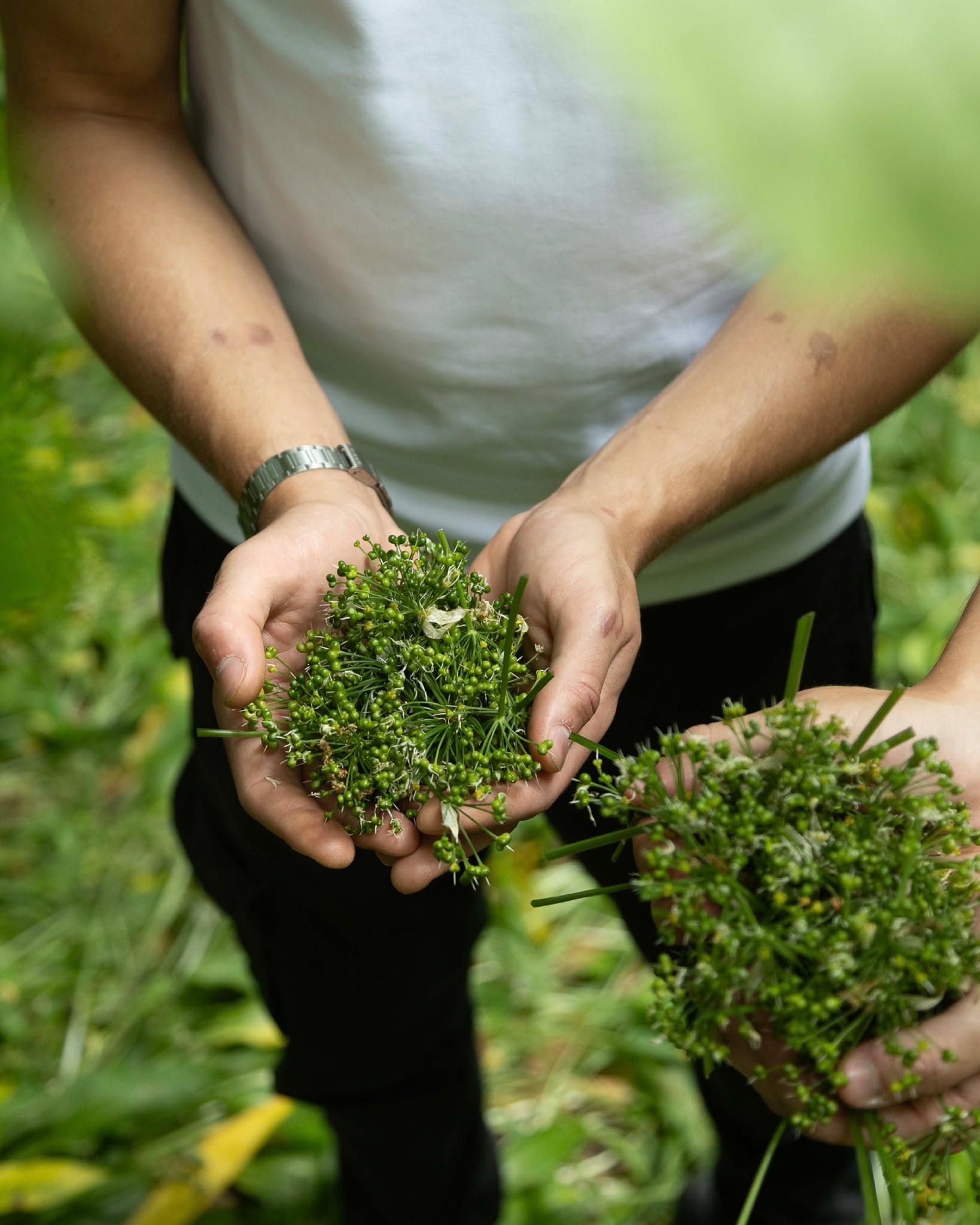 A handful of wild garlic seeds foraged by our kitchen team and soon to become beautiful house made capers 🌿 It’s little moments like these that capture the heart of what we’re all about. Seasonal flavours, lovingly prepared, to enjoy long after the foraging days are done 💚
-
-
-
#HouseOfGeorge #CotswoldsFlavours #SeasonalEats #BroadwayUK #TasteCotswolds #CotswoldDining
