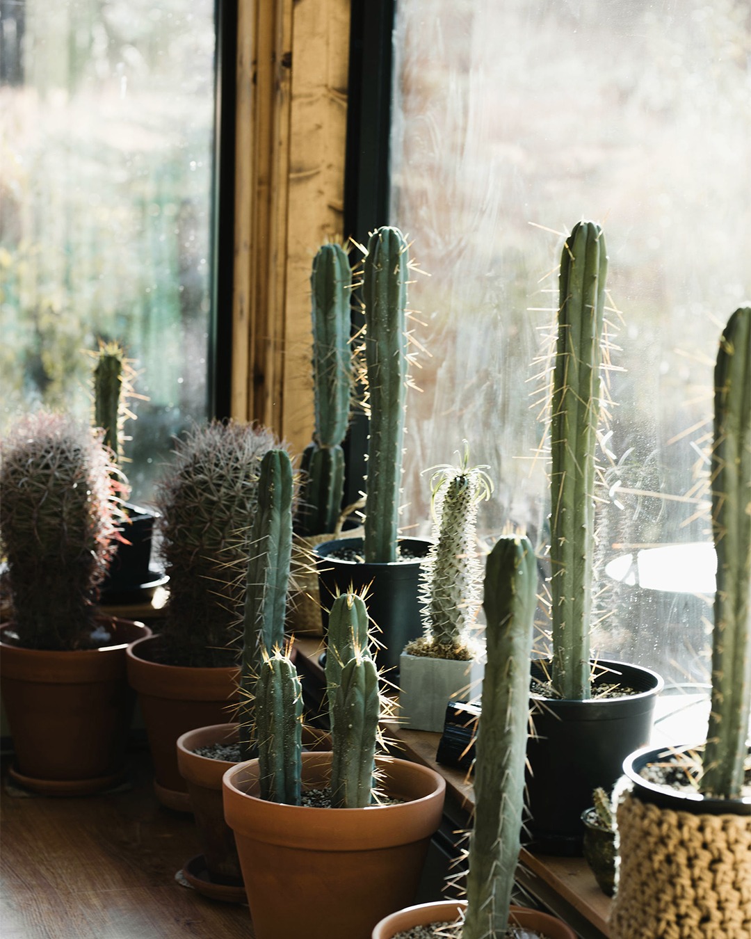 A sunlit corner, a collection of resilience 🌵
In many cultures, cacti symbolize endurance, protection, and warmth, the same qualities we seek to cultivate within ourselves. These remarkable plants thrive under pressure, store what they need to survive, and bloom in the most unexpected moments.
Whether in bodywork, wellness, or life itself, healing often looks like this: quiet growth, rooted presence, and thriving under the light we allow in.
Let this be a reminder, slow doesn’t mean stuck. You’re growing in ways you can’t always see.
#CactusTherapy #HealingSpaces #PlantWisdom #MindBodyConnection #NatureHeals #WellnessInspired #ResilienceInNature #HolisticLiving #TherapeuticTouch #SlowGrowthStrongRoots