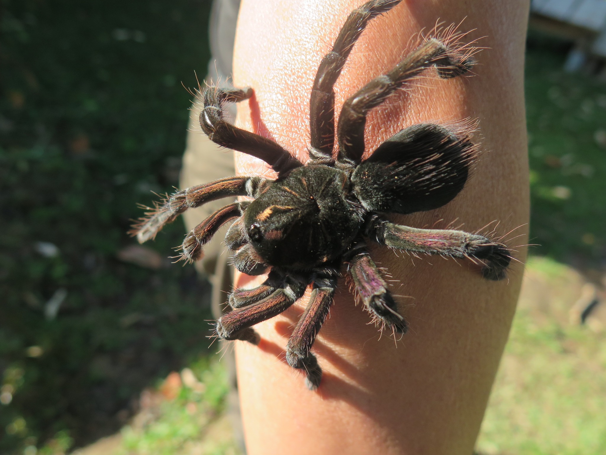 🕷️ Dare to look beyond fear?
Tarantulas also have their role in the balance of the forest 🌿
#SantaLucíaEcuador #TarantulaEncounter #NatureCuriosity #CloudForestExperience