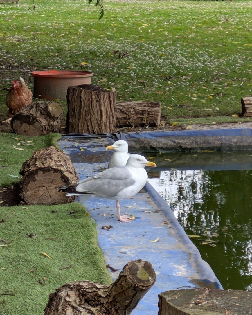 Do you remember Gregory Peck the seagull that just rocked up here one day and decided Hollyview was the place he wanted to call home.
He has no fear and will steal the cats food as they are eating , he walks under the donkeys , he goes into the cat house , he sits on the fish pond eyeing up the fish , he does the backstroke in the alpacas paddling pool , literally nowhere is off limits in his mind.
Well he disappeared for about 5 days and we had no idea what had happened or where he had gone , but joy upon joy he was obviously on honeymoon as he has now come back with his new bride Chip Shop Annie !!!!! So now we have two resident seagulls who think they own the place , honestly you couldn't make it up.