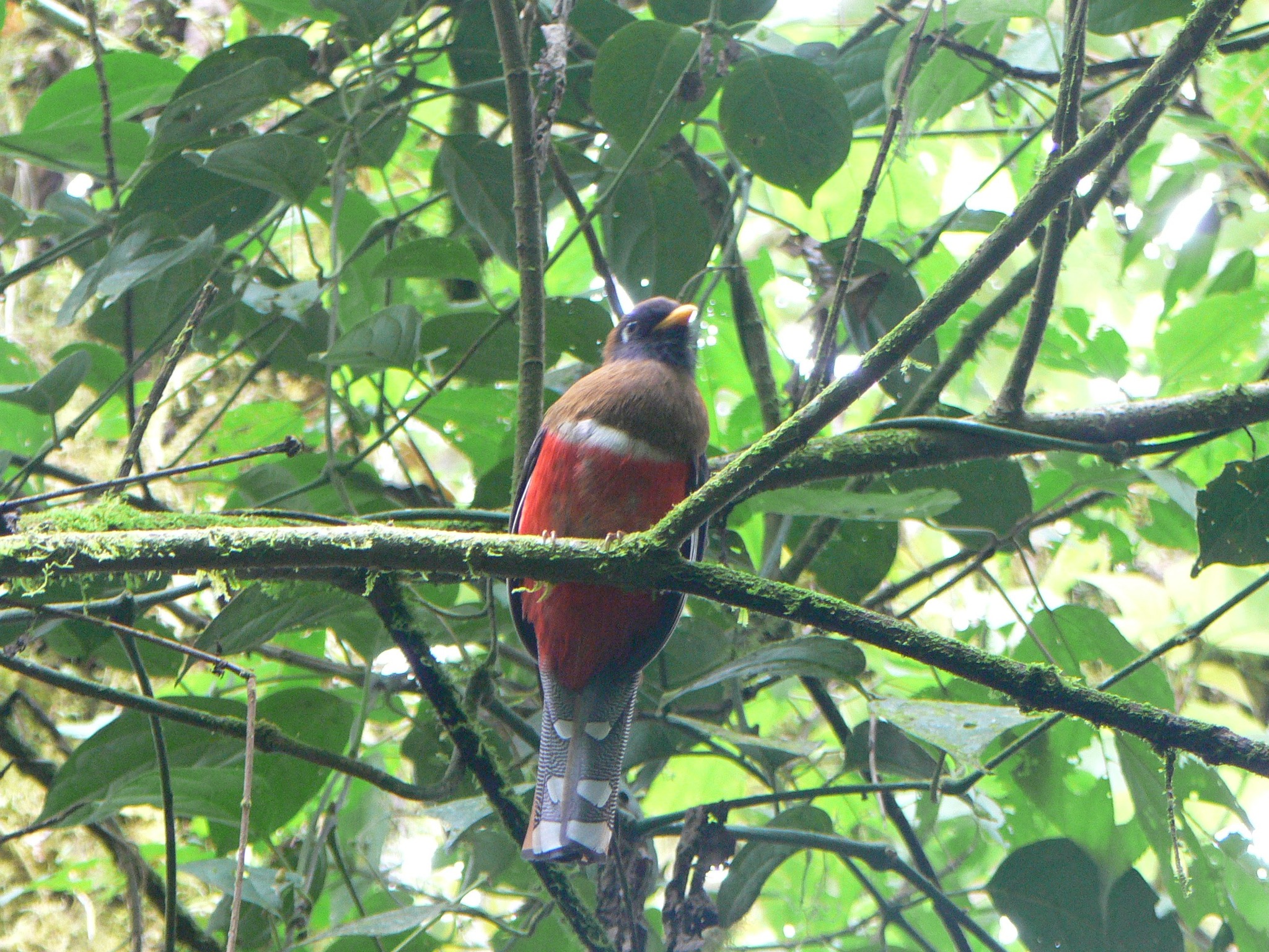 🐦 Quiet beauty in the branches.
This Masked Trogon was spotted in Santa Lucía—among moss, mist, and wonder.
📍Would you like to see it for yourself?
#BirdsOfTheForest #SantaLucíaEcuador #MaskedTrogon #BirdingWithPurpose #CloudForestMagic
