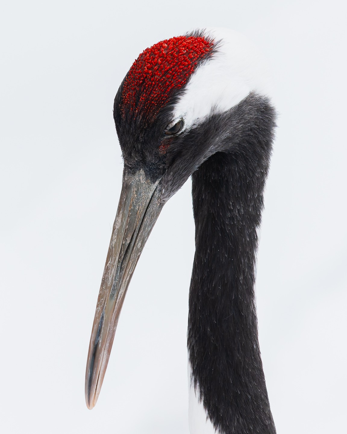 Winter wildlife in Japan brings a whole new dimension to your photography. From red crowned cranes and snow monkeys to Steller’s sea eagles and foxes, these incredible animals are truly the stars of the season.
Just a few spots remain for my Japan Winter Photo Tour with fellow Sony shooter @meghanmaloneyphotography Check the link in the comments for details. #SonyDIAdvocate #teamsony