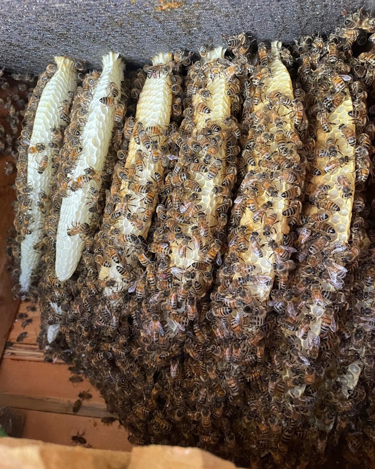 I don't normally do cutouts as my DIY skills aren't the best. In case I was asked to help remove these bees by a builder. They removed the bricks, and I transferred the comb and the bees. It was pretty hot even in late afternoon.